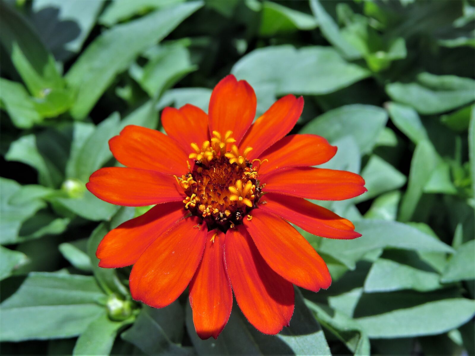 Canon PowerShot SX50 HS sample photo. Flower, orange, rust photography