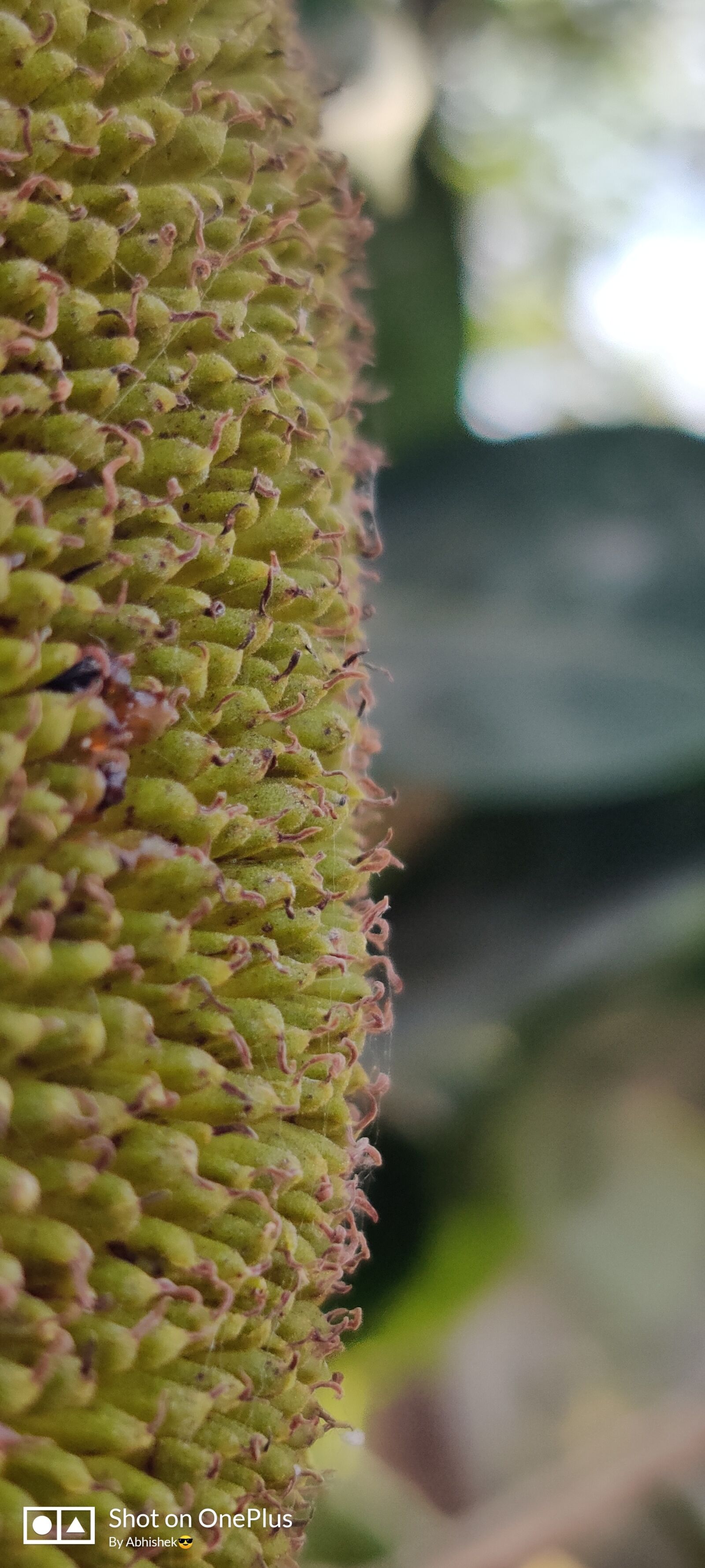 OnePlus HD1901 sample photo. Half, zoomed, jackfruit photography