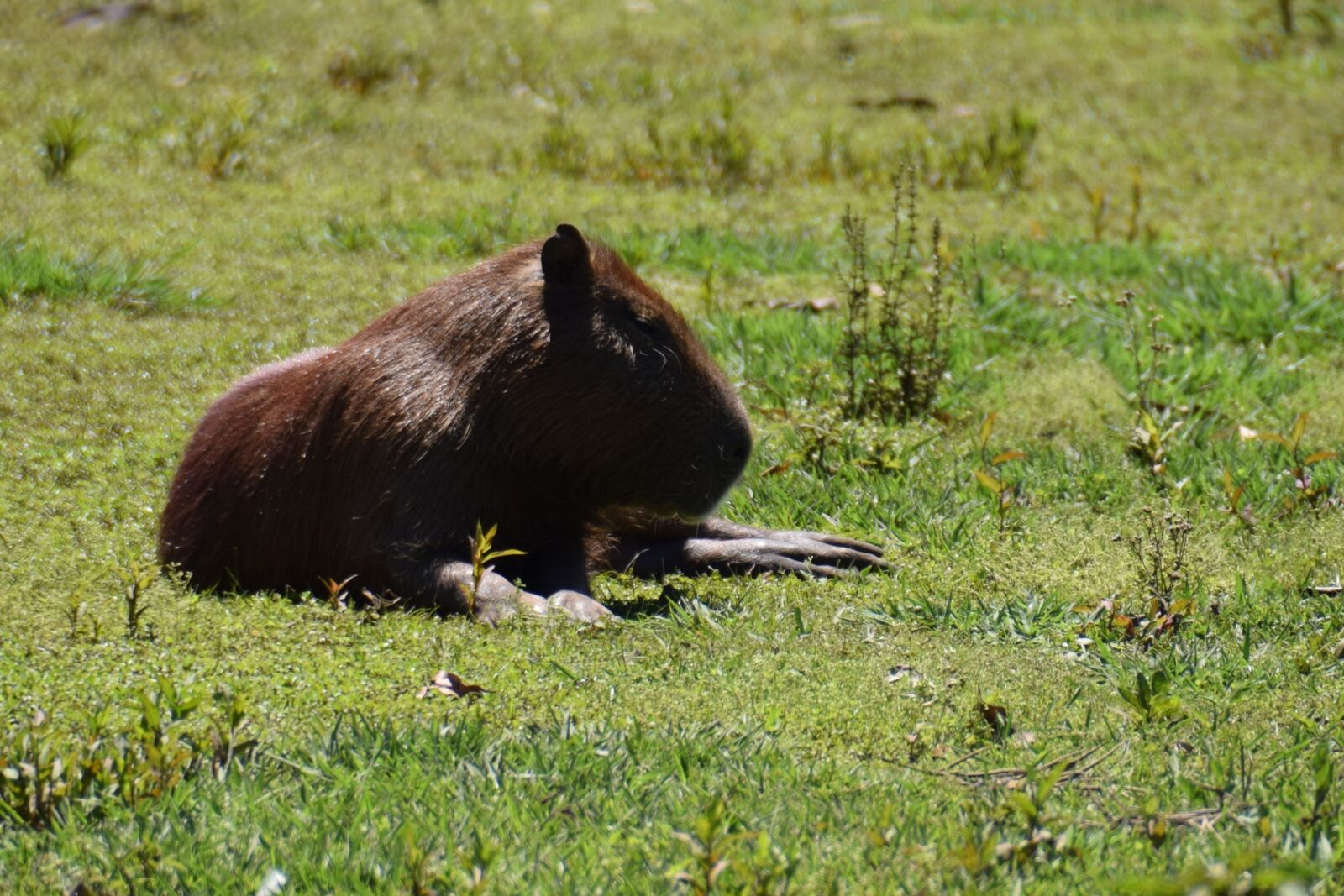 Nikon D5300 sample photo. Capybara, rodent, animal photography