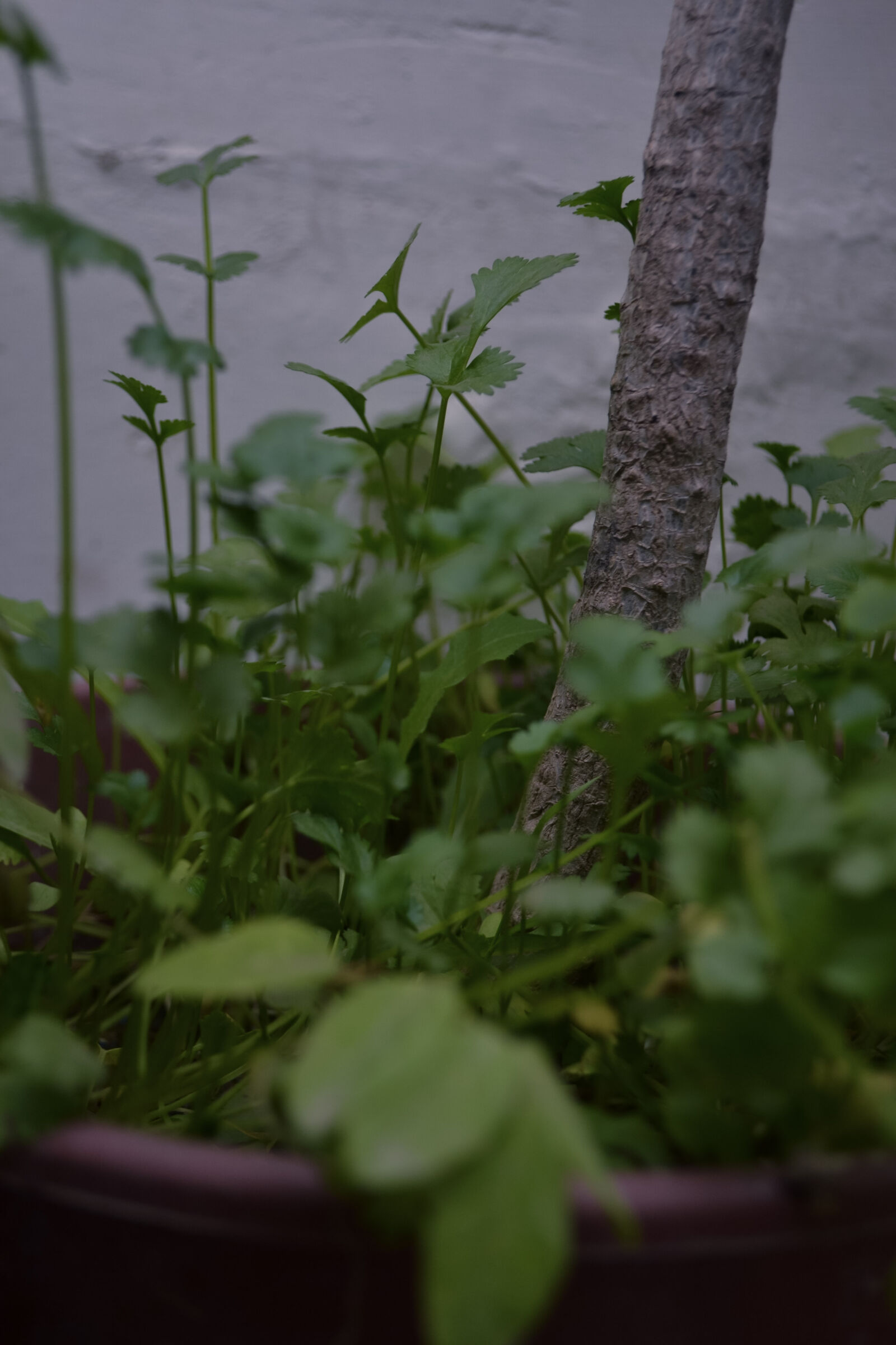 Nikon D3100 sample photo