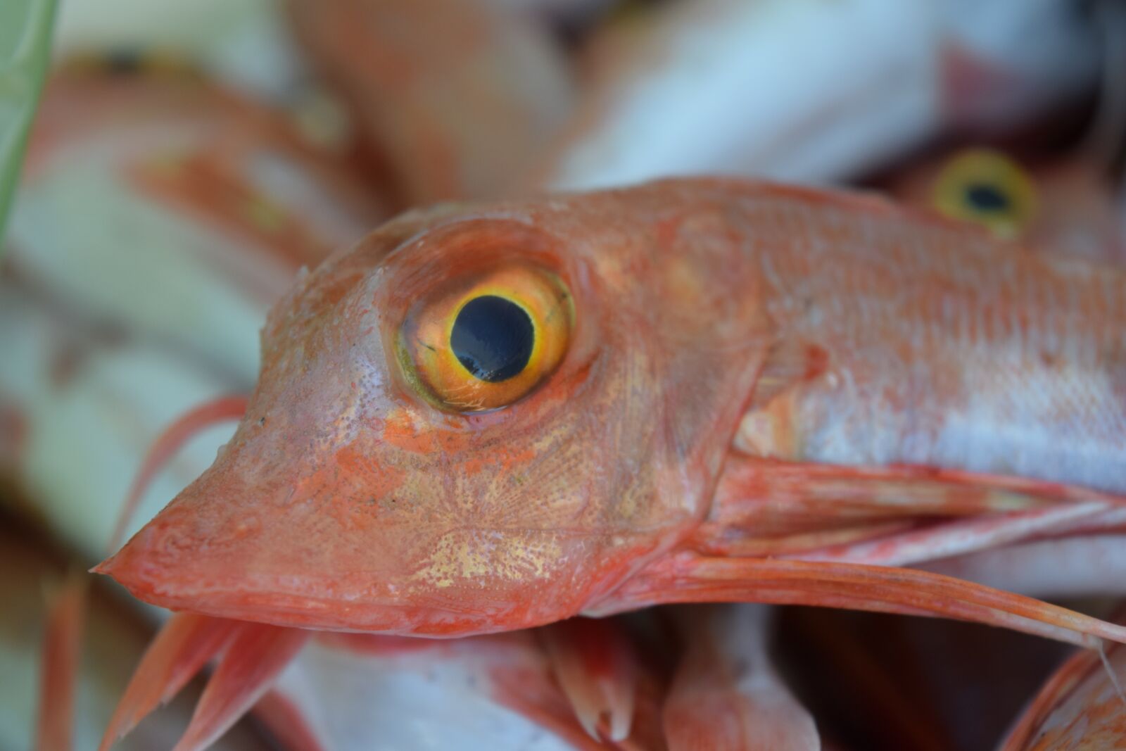 Nikon D3300 sample photo. Fish, red, sea photography