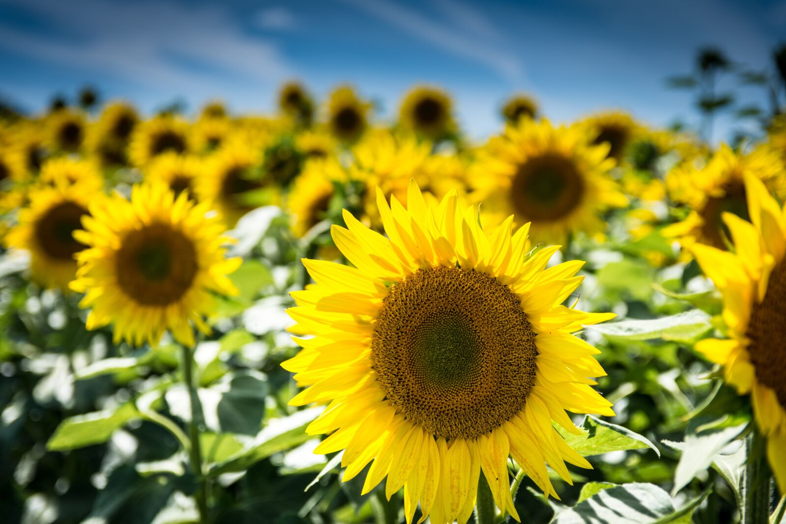 Nikon D7200 sample photo. Sunflower, nature, summer photography