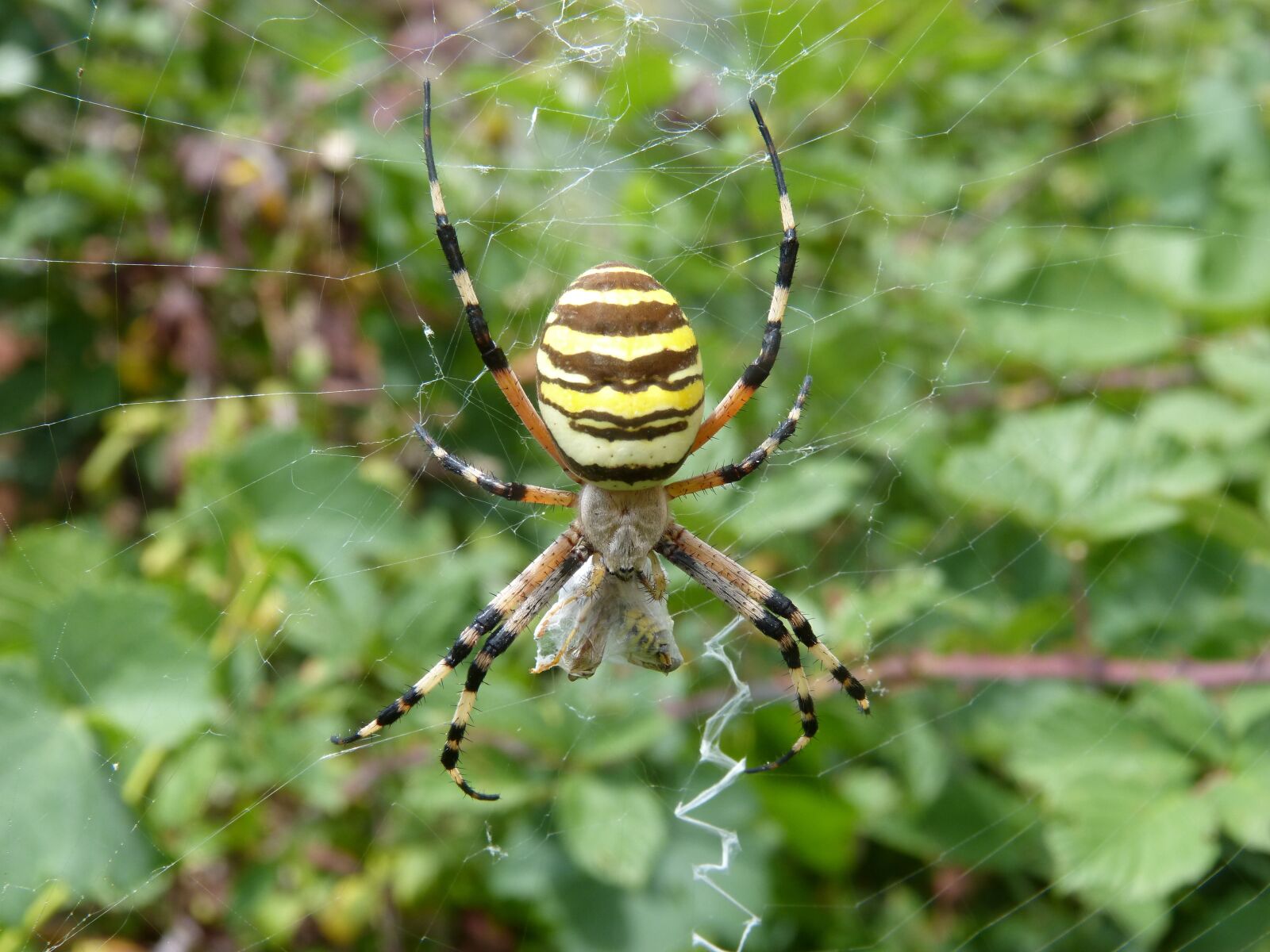 Panasonic DMC-FZ62 sample photo. Spider tiger, wasp spider photography