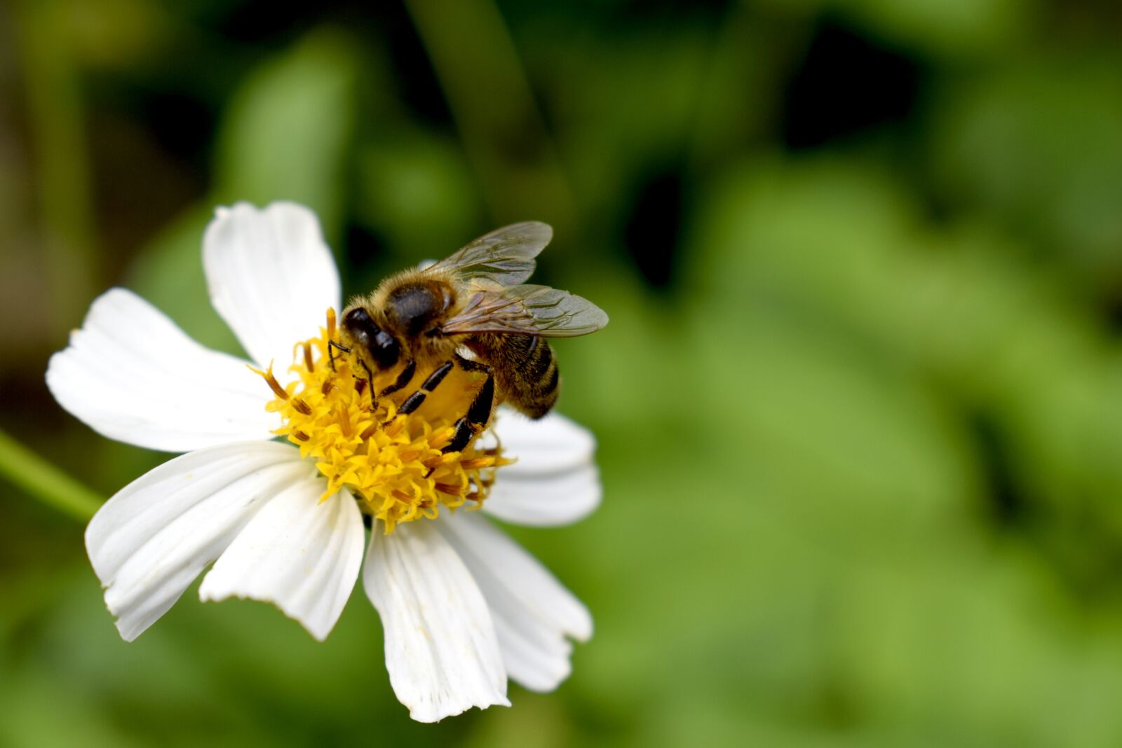 Nikon D5300 sample photo. Bee, flower, nature photography