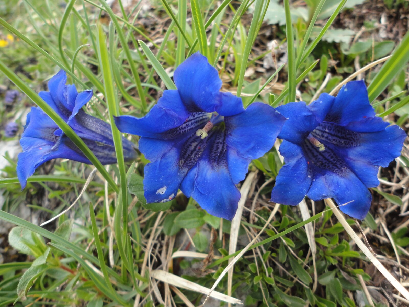 Sony Cyber-shot DSC-W560 sample photo. Gentian, nature, blue photography