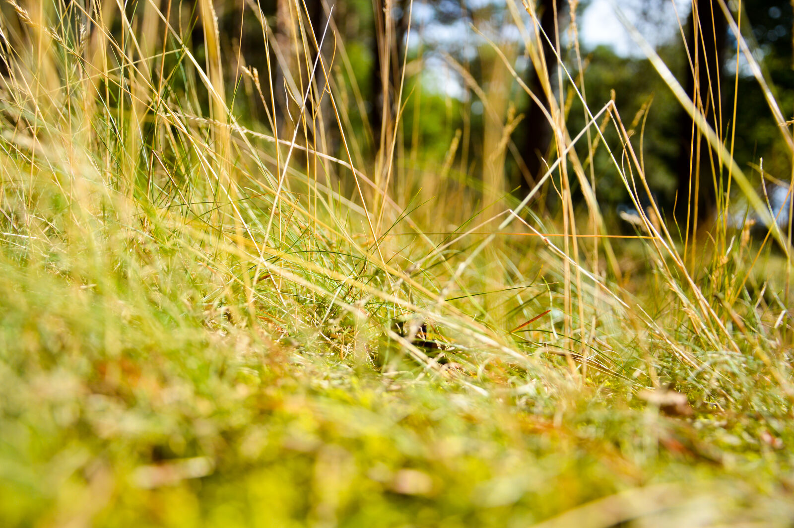 Nikon D3200 sample photo. Forest, grass photography