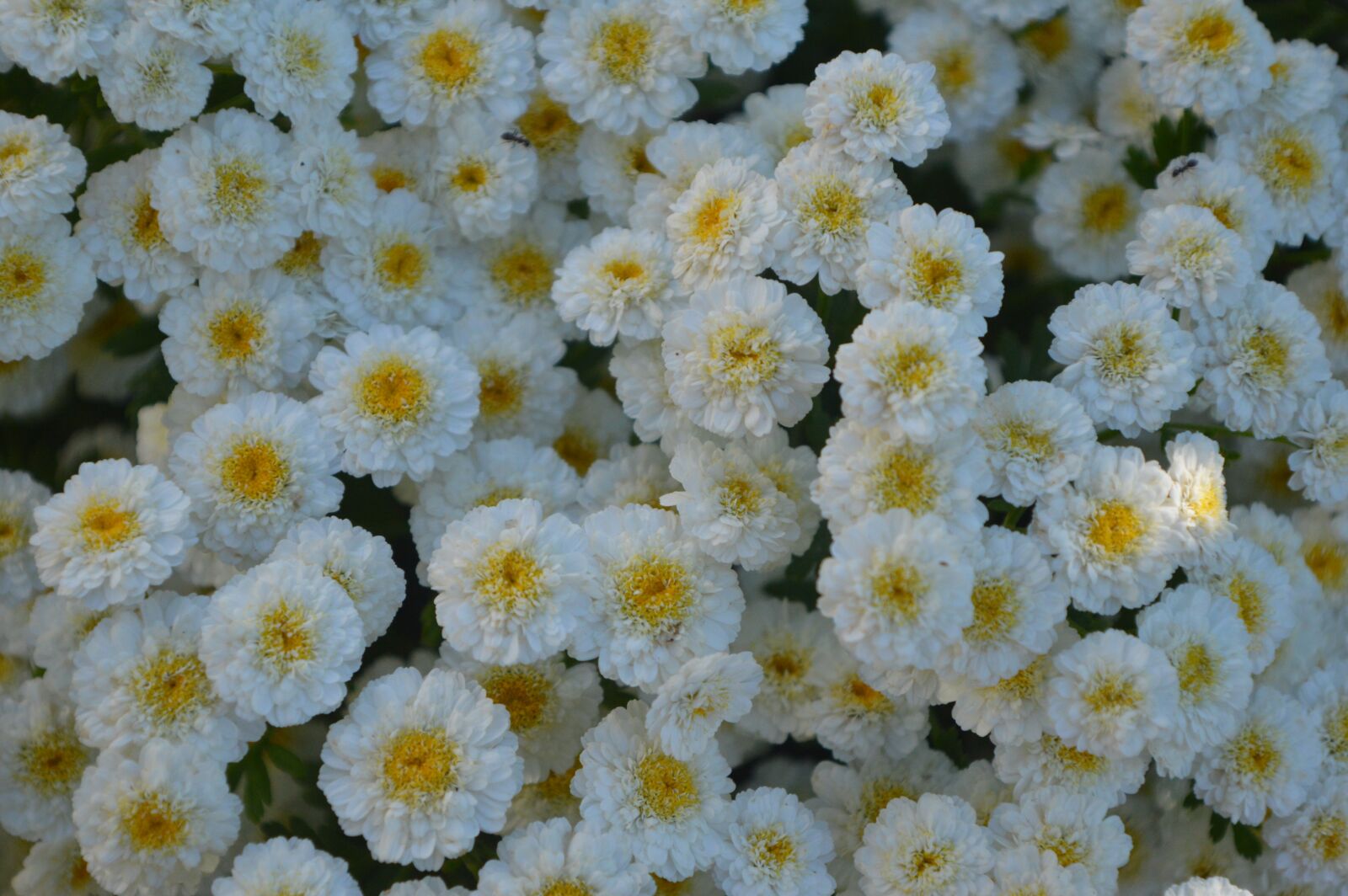 Nikon D3200 sample photo. Garden, flower, summer photography