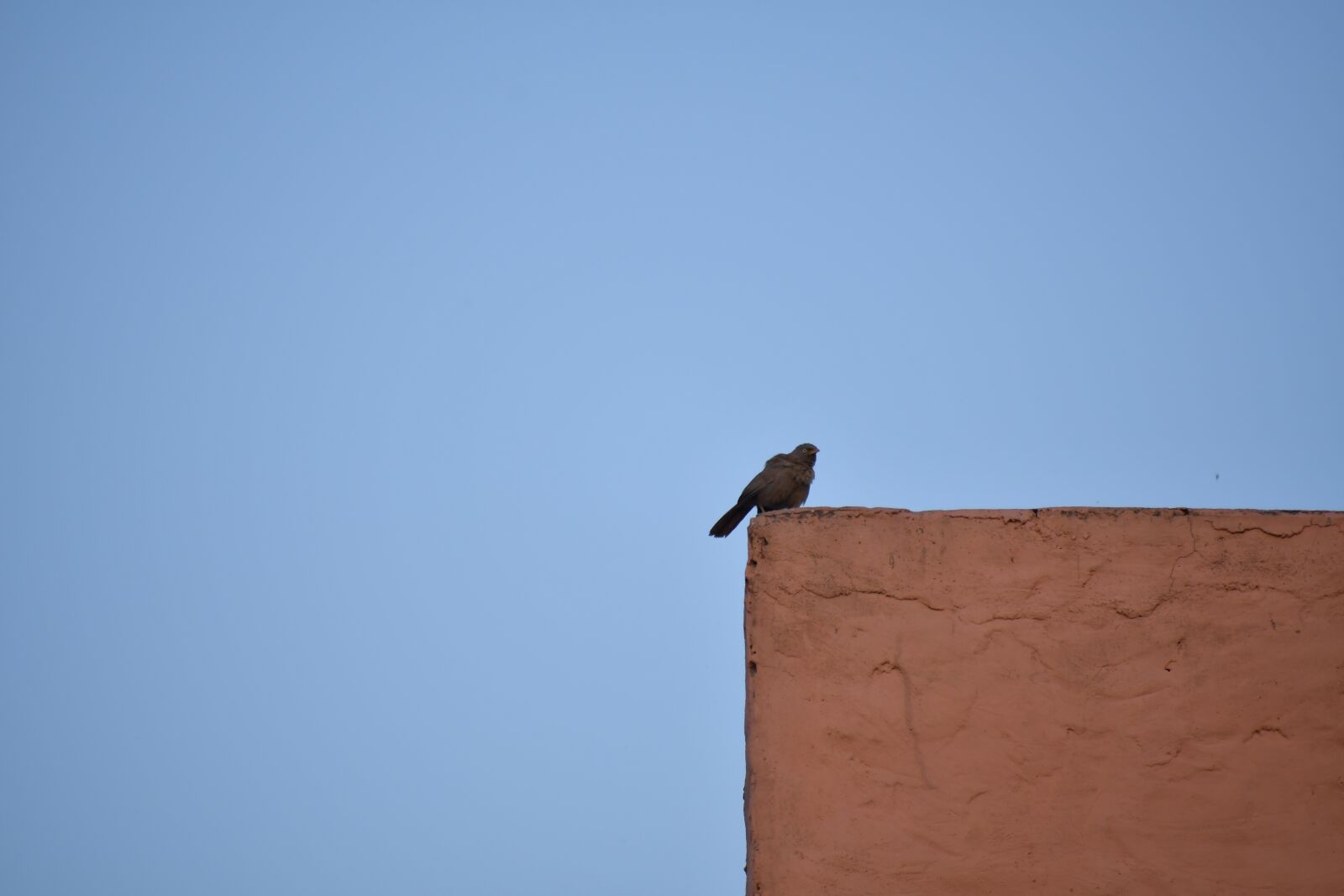 Nikon D500 sample photo. Bird, sky, munder photography