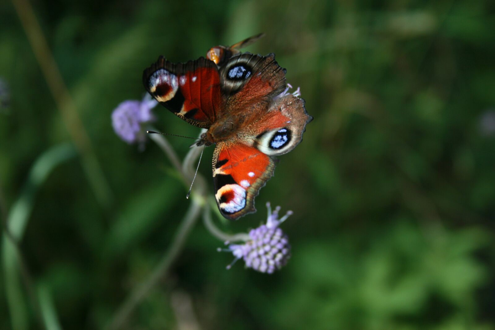 Canon EOS 400D (EOS Digital Rebel XTi / EOS Kiss Digital X) sample photo. Close up, peacock butterfly photography