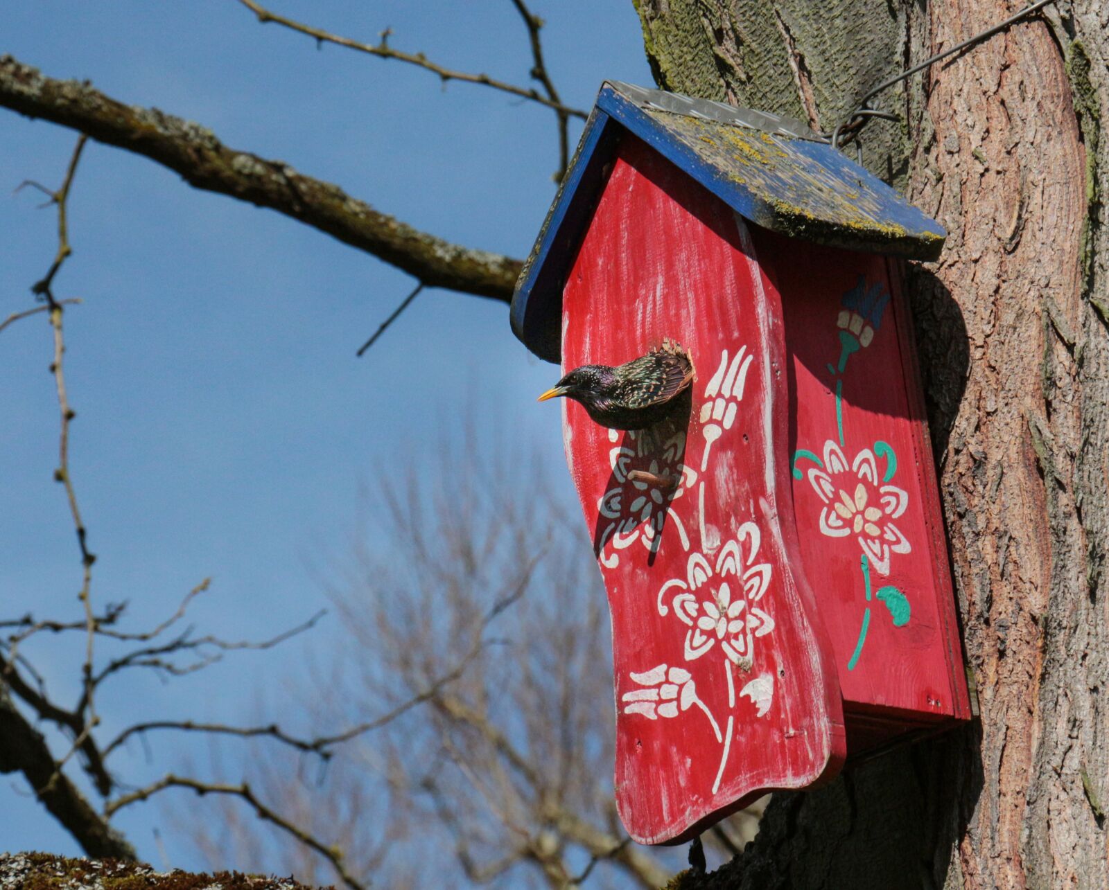 Canon EOS 700D (EOS Rebel T5i / EOS Kiss X7i) sample photo. Incubator, star, songbird photography