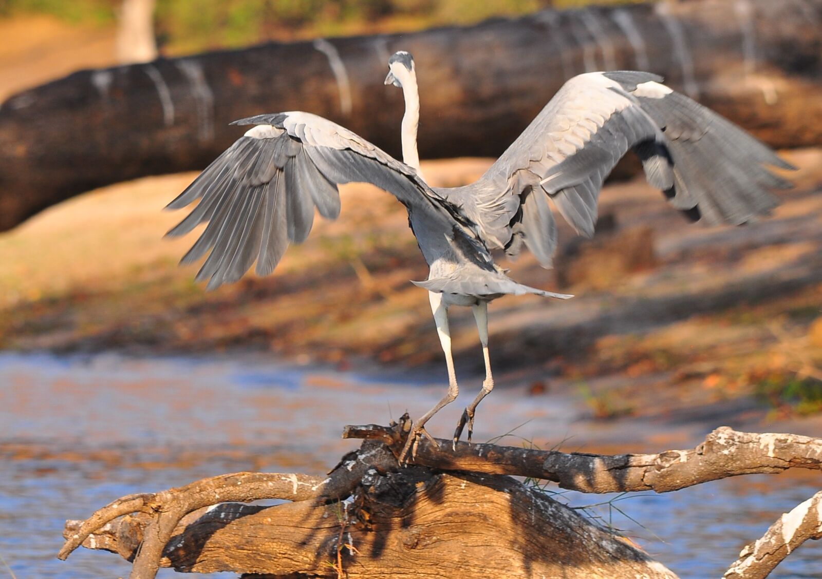 Nikon D90 sample photo. Bird, wildlife, nature photography