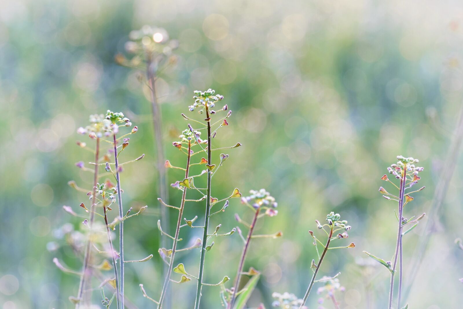 Nikon D5500 sample photo. Meadow, herbs, halme photography