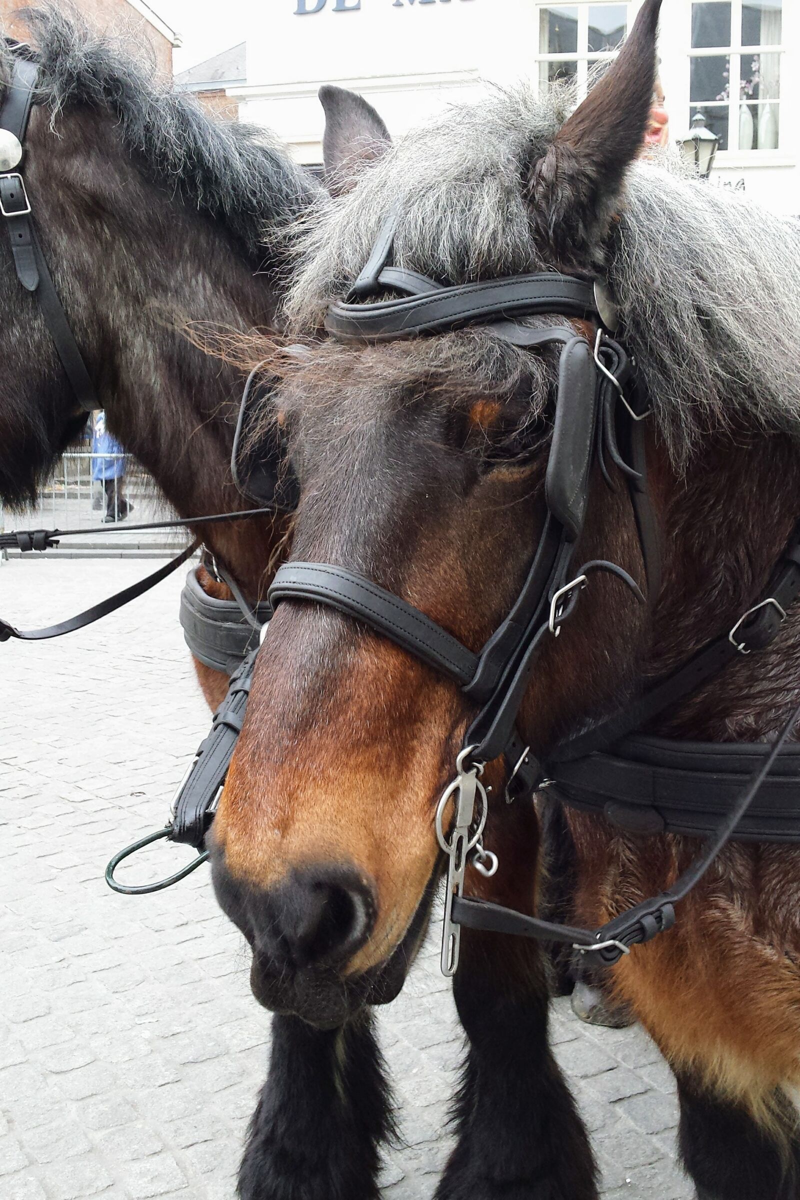 Samsung Galaxy S4 sample photo. Horse, bergen op zoom photography