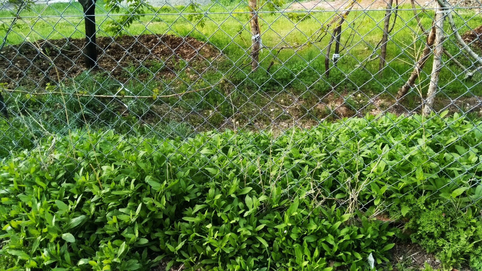 General Mobile GM 5 Plus sample photo