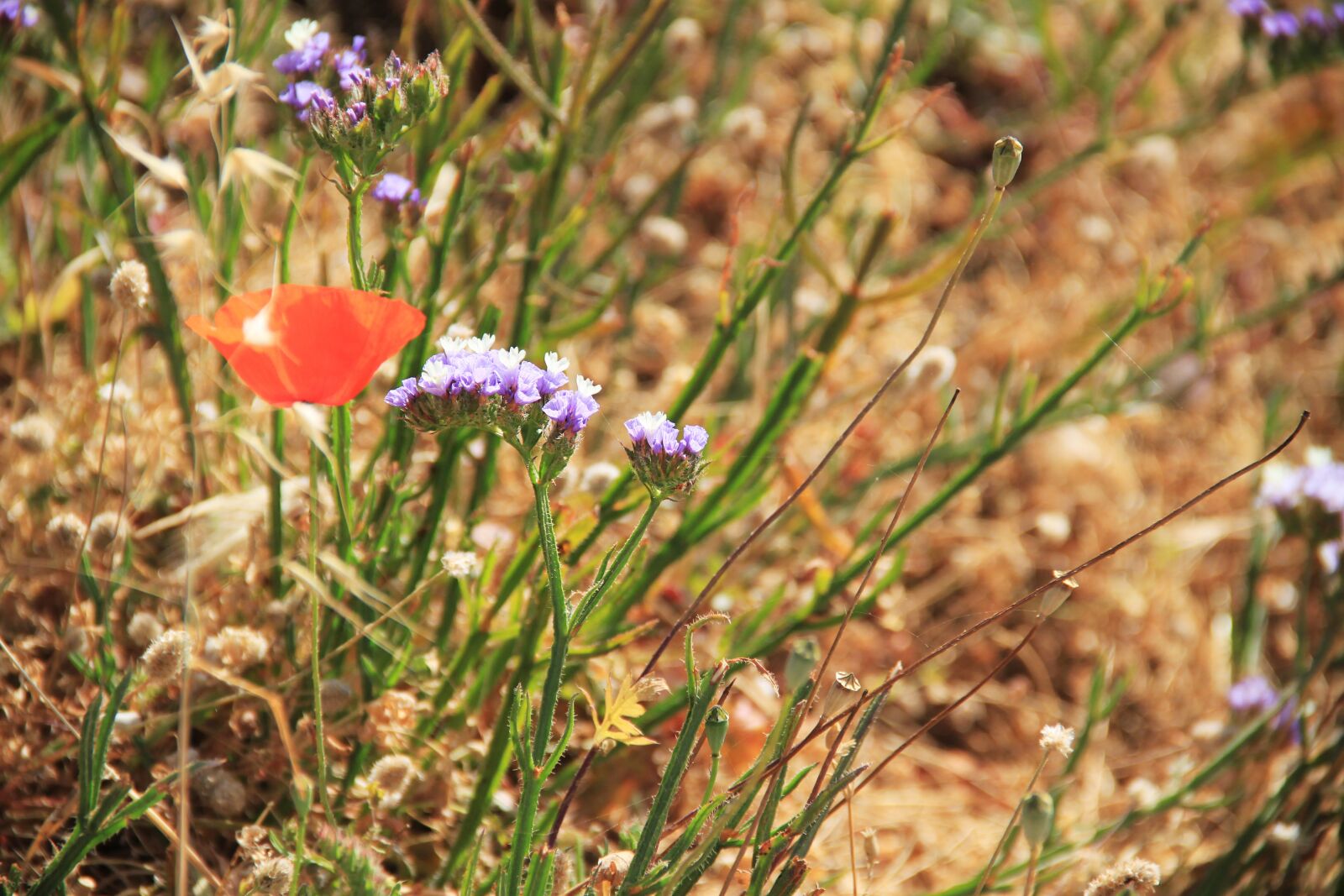 Canon EOS 500D (EOS Rebel T1i / EOS Kiss X3) sample photo. Poppy, flower, flowers photography