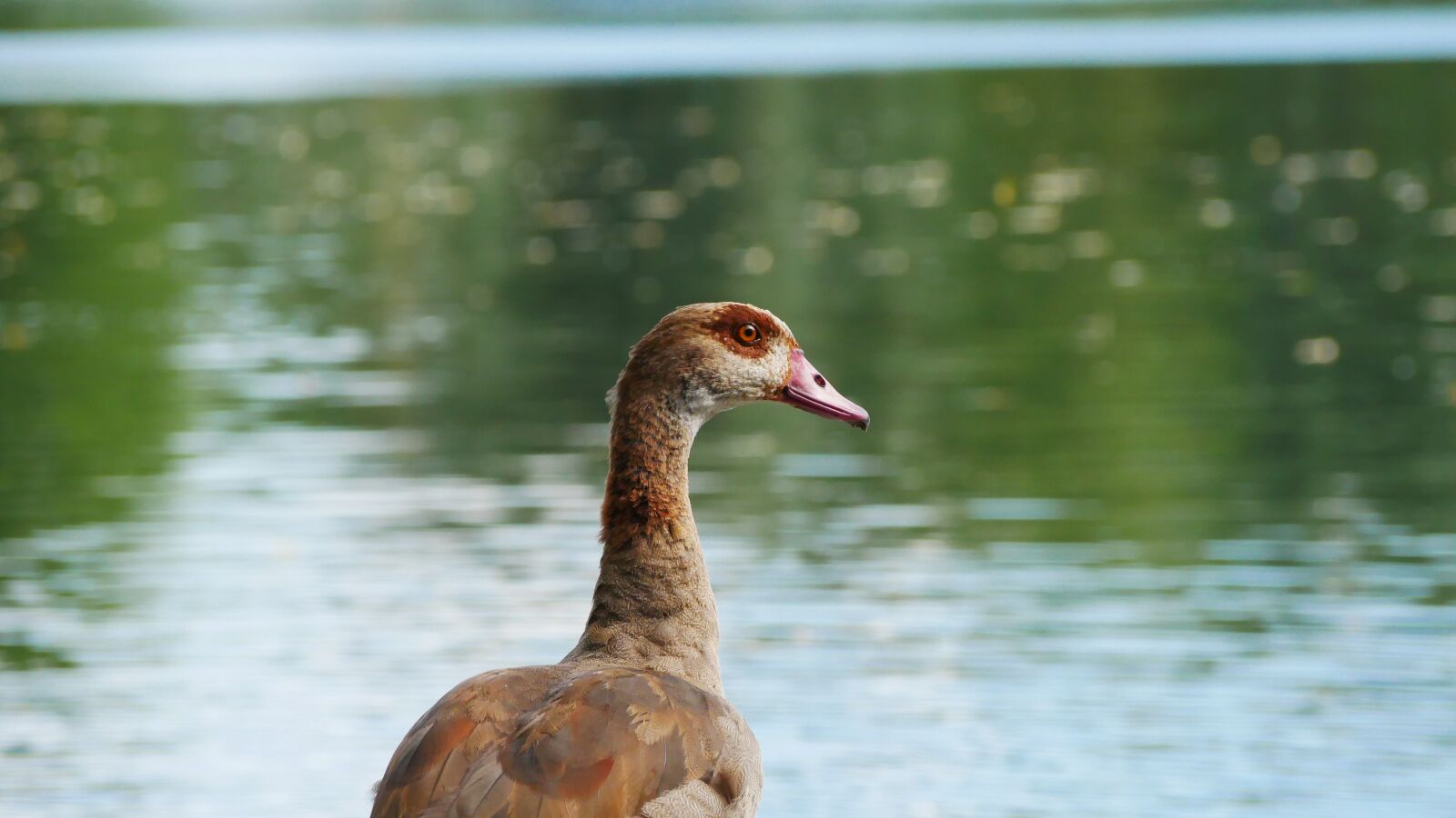 Panasonic Lumix DMC-GX85 (Lumix DMC-GX80 / Lumix DMC-GX7 Mark II) sample photo. Geese, boy, waterfowl photography
