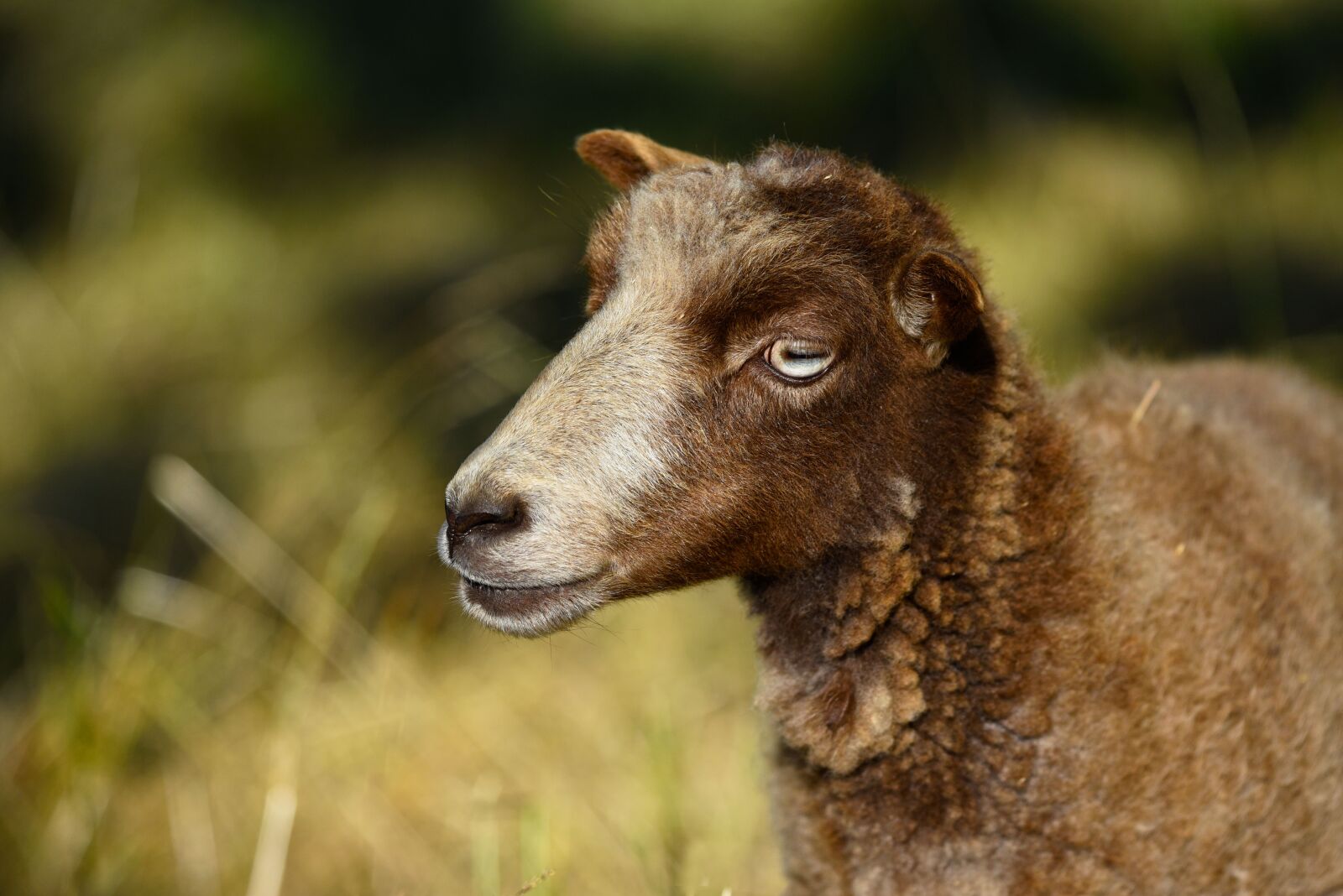 Nikon D750 sample photo. Sheep, animal, mammal photography