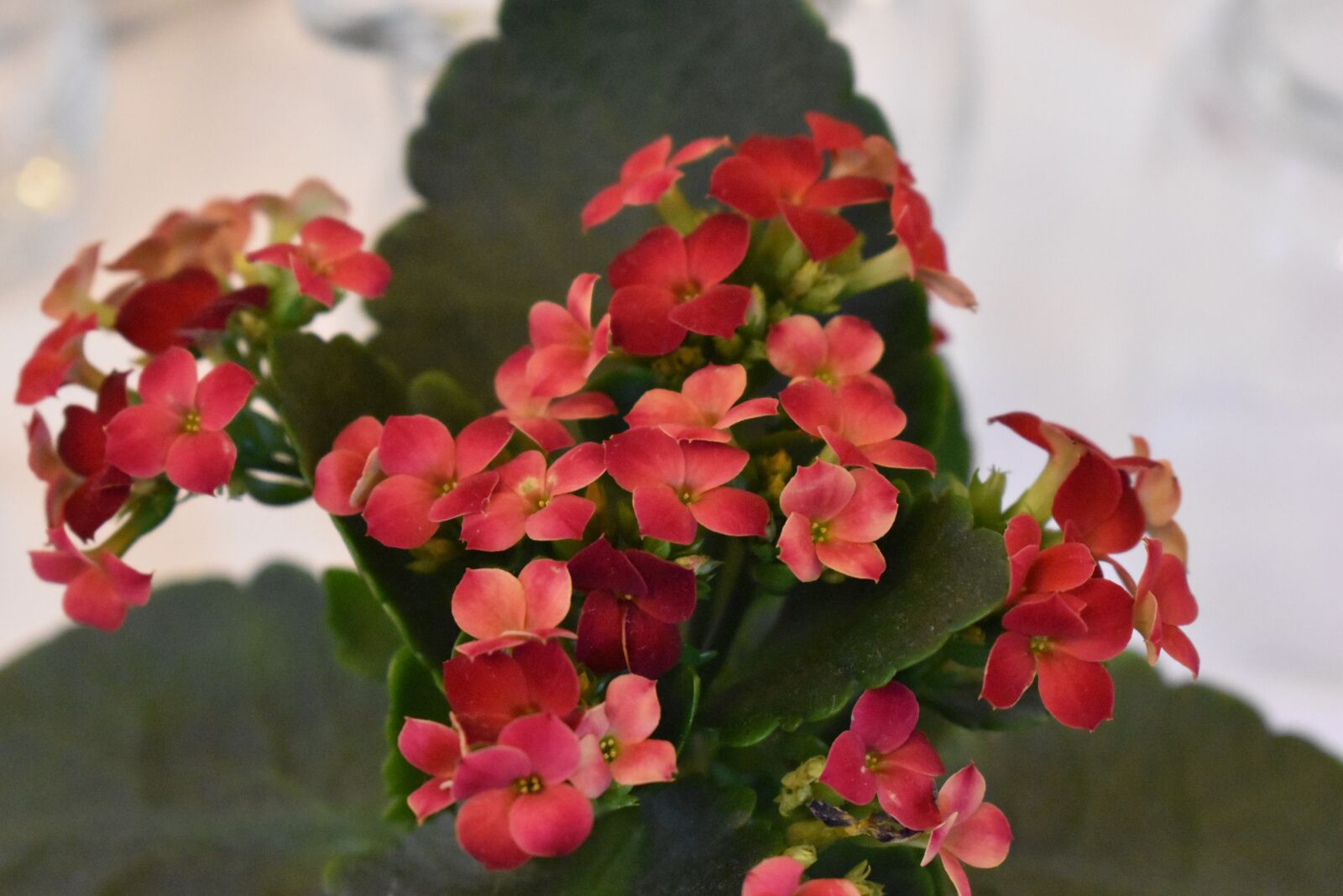 Nikon D5600 sample photo. Flowers, floorplan, arrredo photography