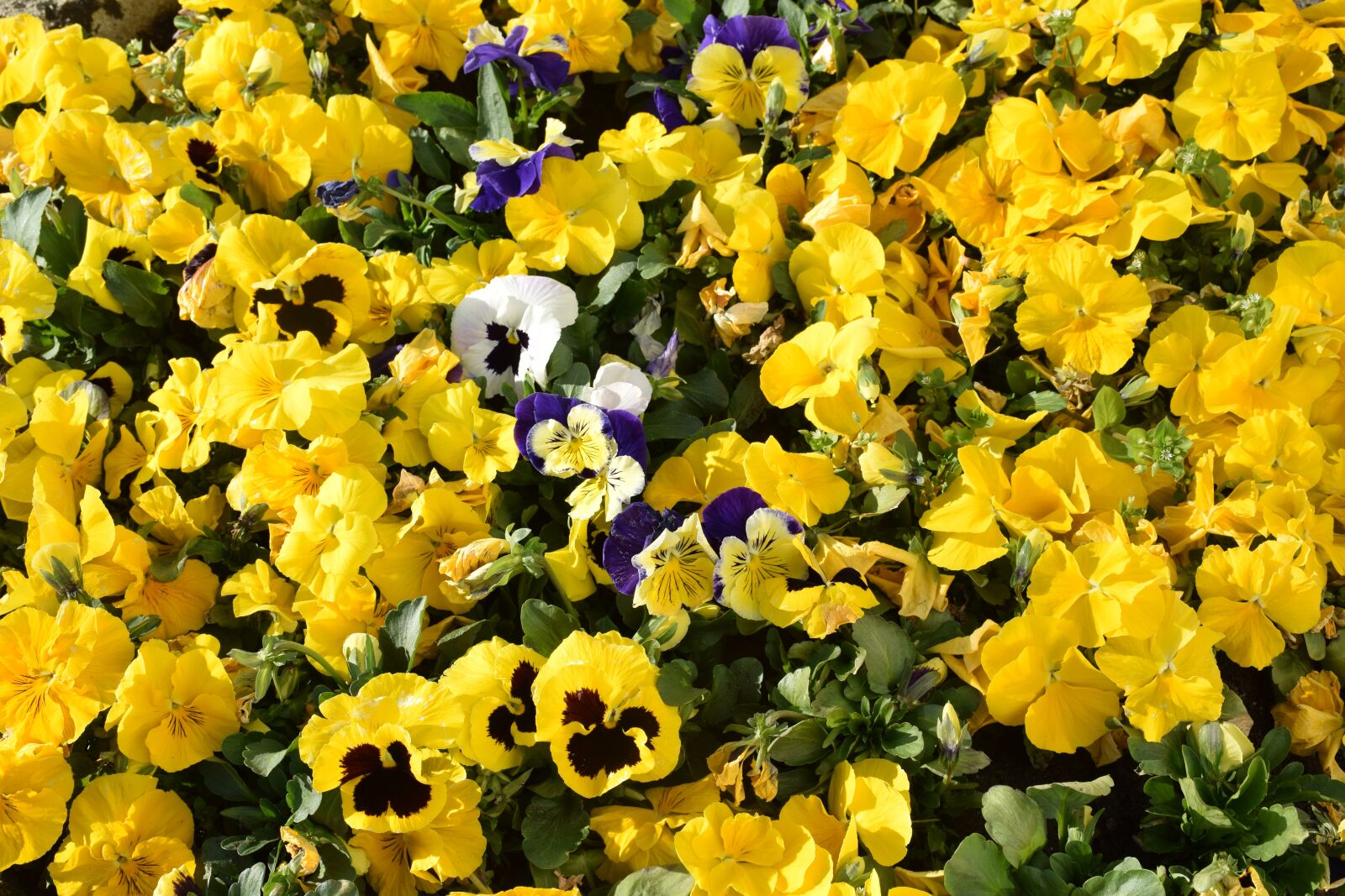 Nikon D3300 sample photo. Viola, flower, violet photography