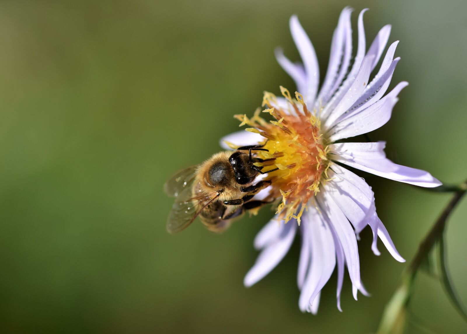 Nikon D7200 sample photo. Bee, honey bee, insect photography