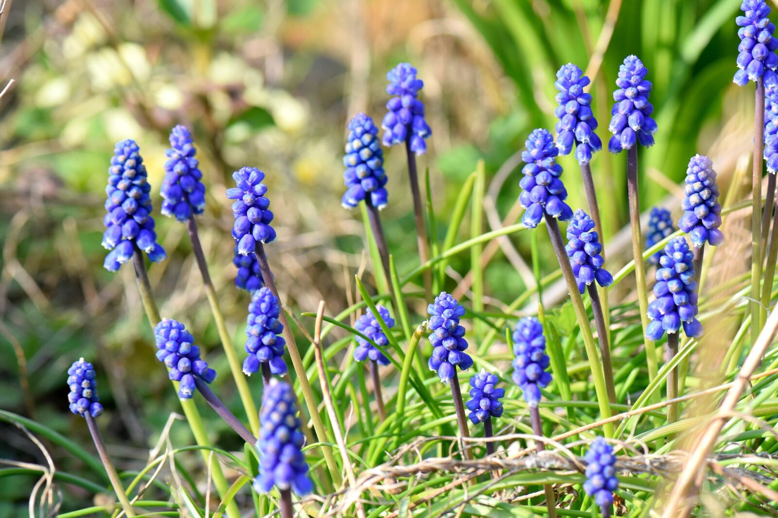 Nikon D5300 sample photo. Muscari, flower, spring photography