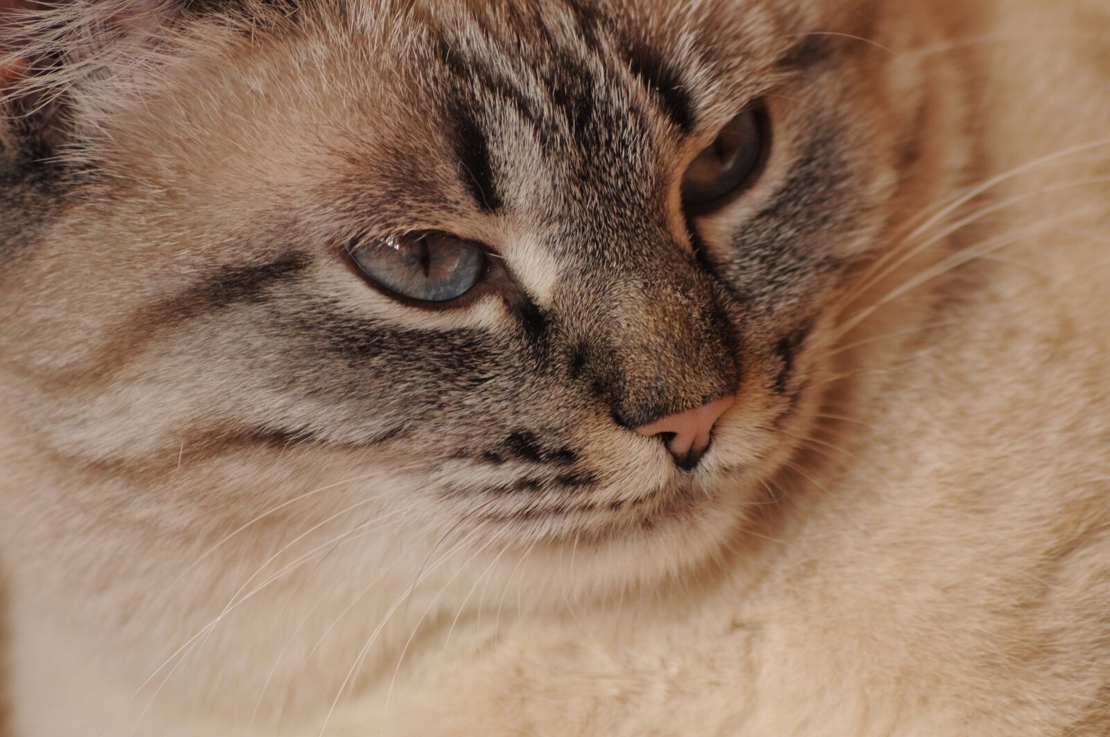 Nikon D90 sample photo. Head, cat, snout photography