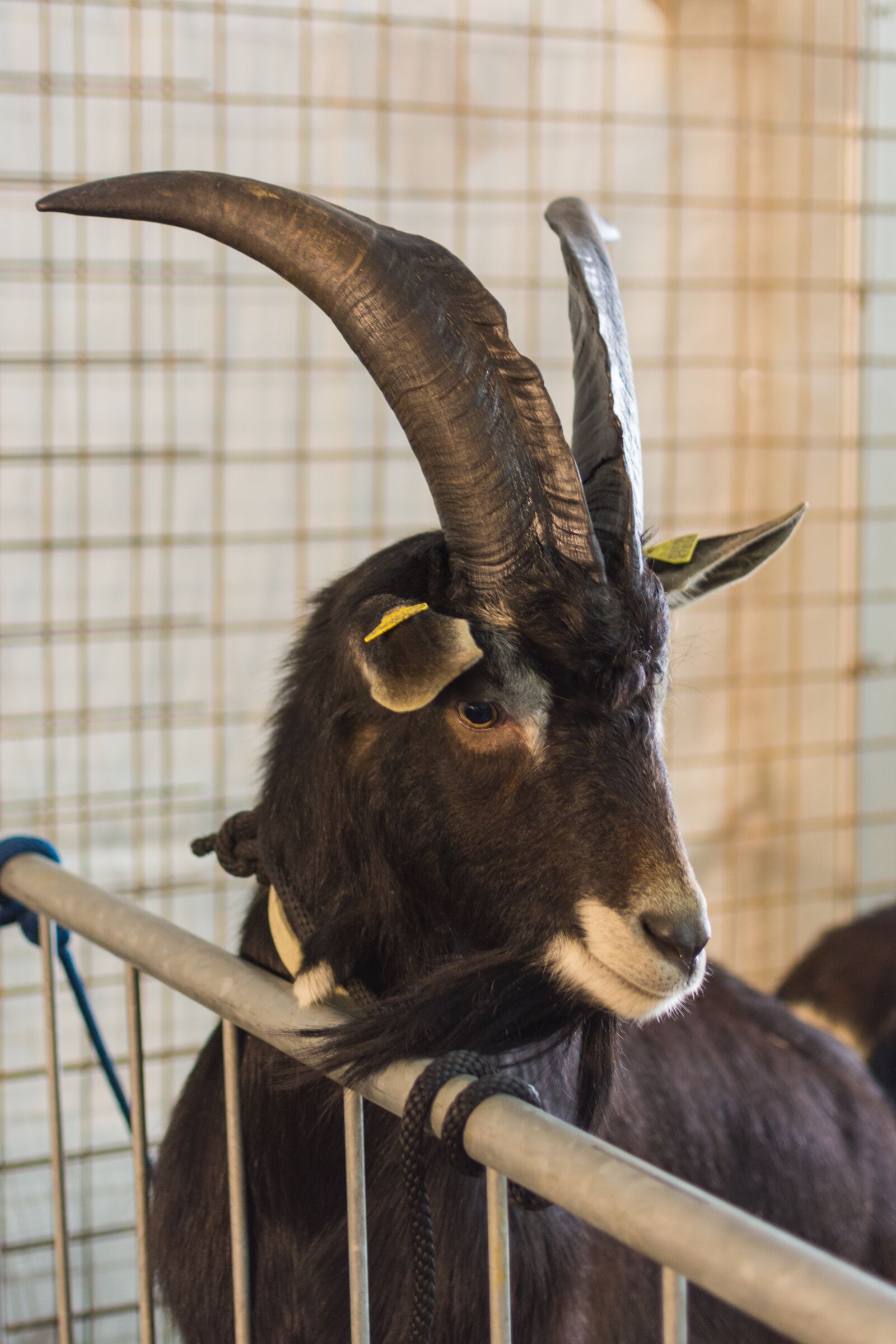 Nikon D7200 sample photo. Mammals, animal, portrait photography