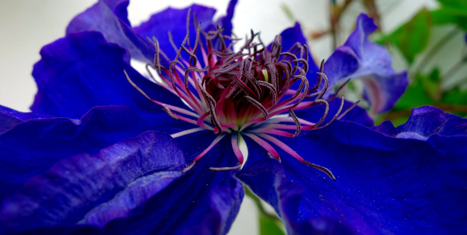 Sony Cyber-shot DSC-RX100 sample photo. Clematis, blossom, bloom photography