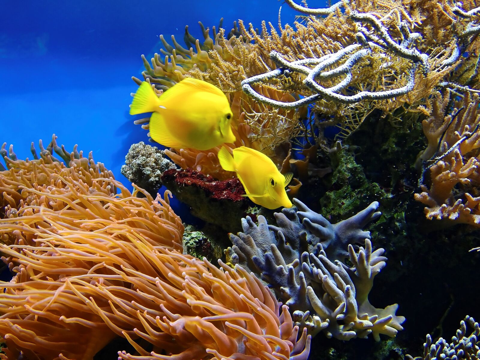 Nikon Coolpix P900 sample photo. Coral, fish, underwater photography