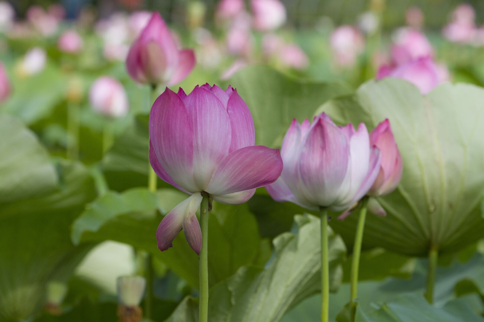 Canon EOS 7D + Canon EF 70-300mm F4-5.6L IS USM sample photo. Lotus, nature, pond photography