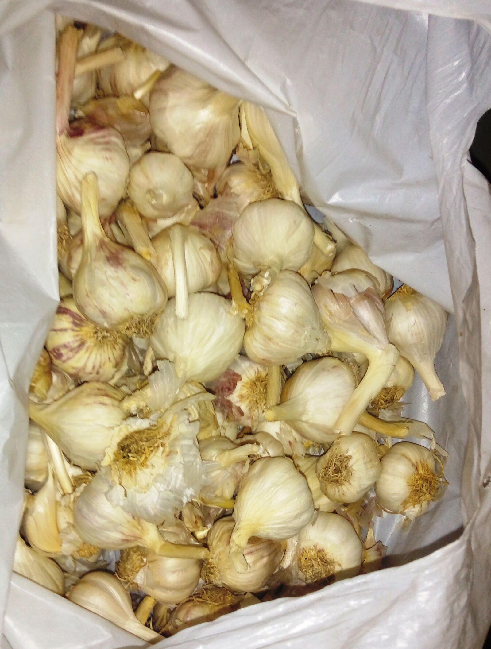 TECNO MOBILE LIMITED TECNO IN1 sample photo. Garlic, garlic plant, green photography