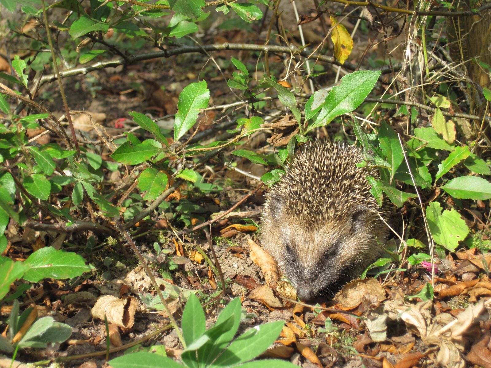 Canon PowerShot D10 sample photo. Hedgehog, young hedgehog, spur photography