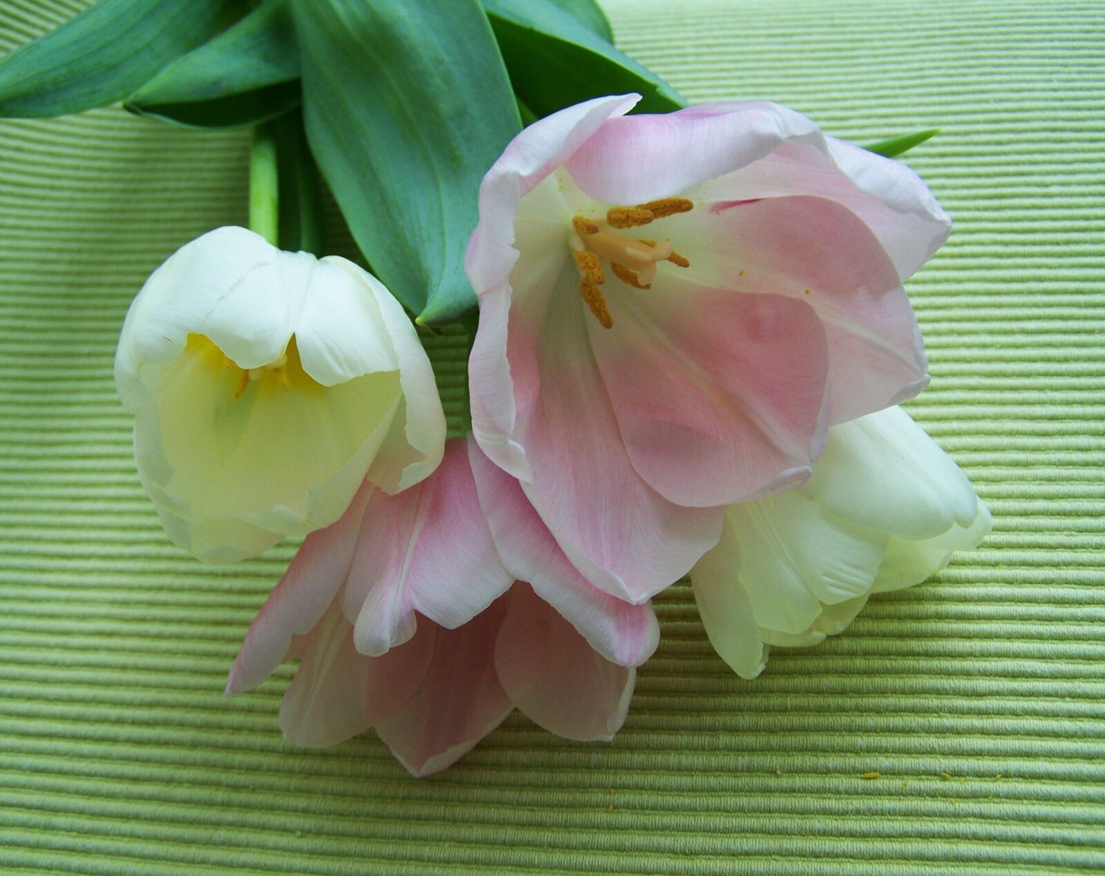 Kodak EASYSHARE ZD710 ZOOM DIGITAL CAMERA sample photo. Tulip bouquet, pinkish-white, cut photography