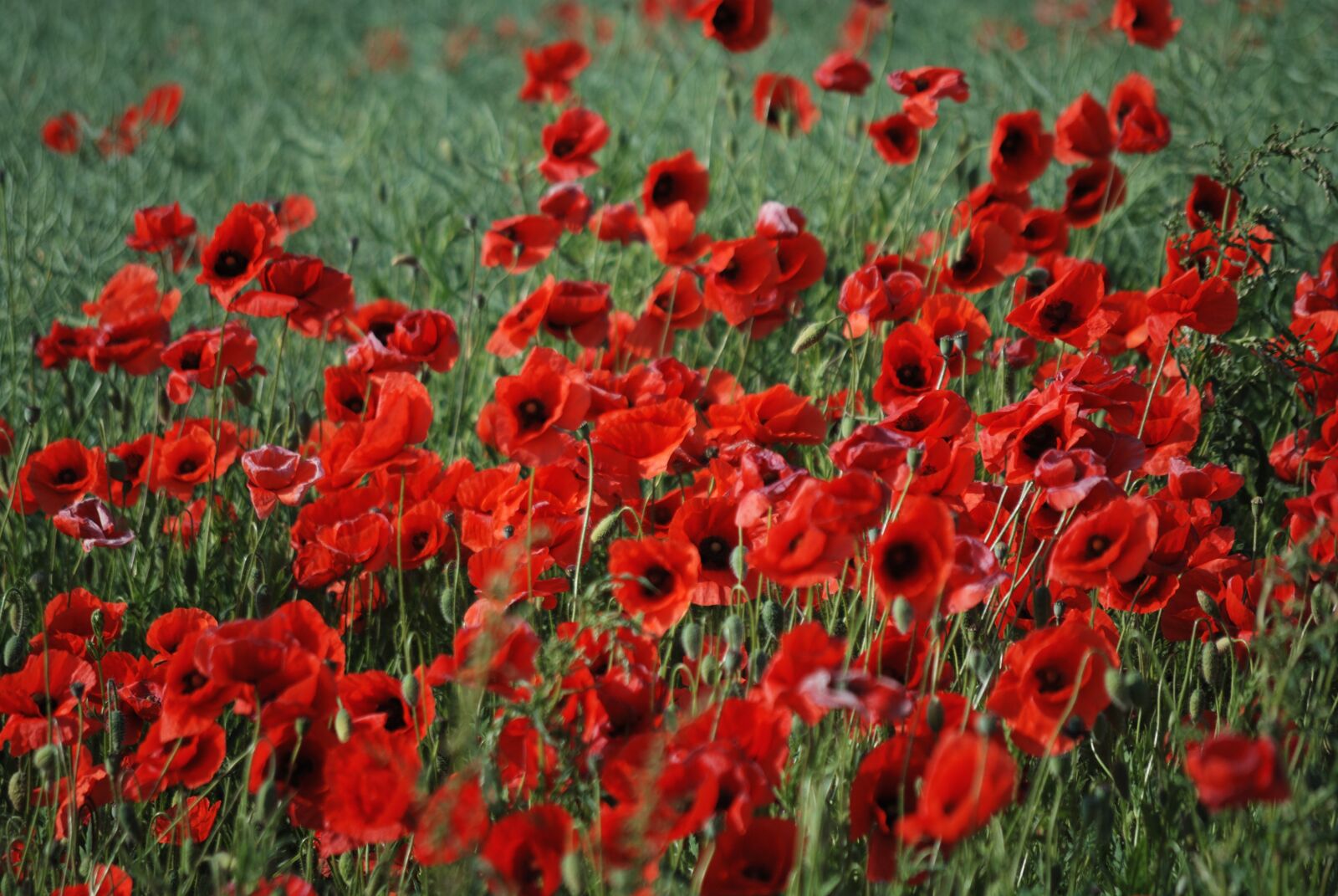 Nikon D60 sample photo. Flowers, poppy, mark photography