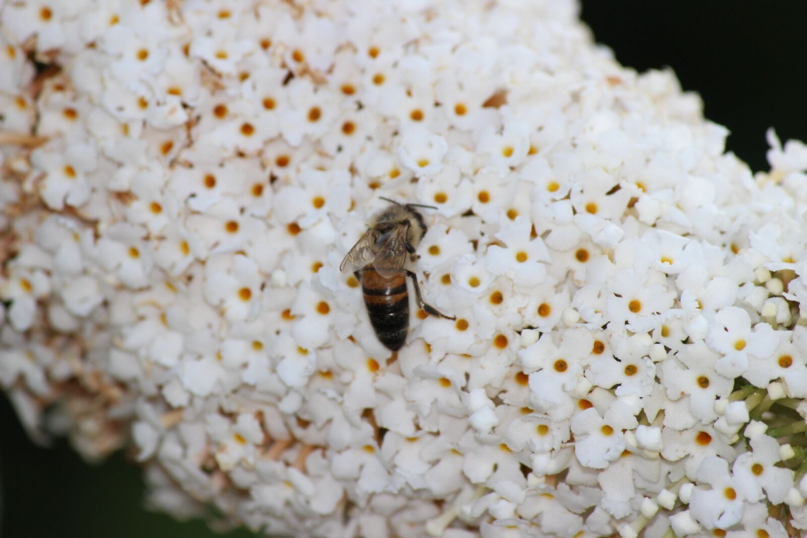 Canon EOS 600D (Rebel EOS T3i / EOS Kiss X5) sample photo. Bee, spring, insect photography