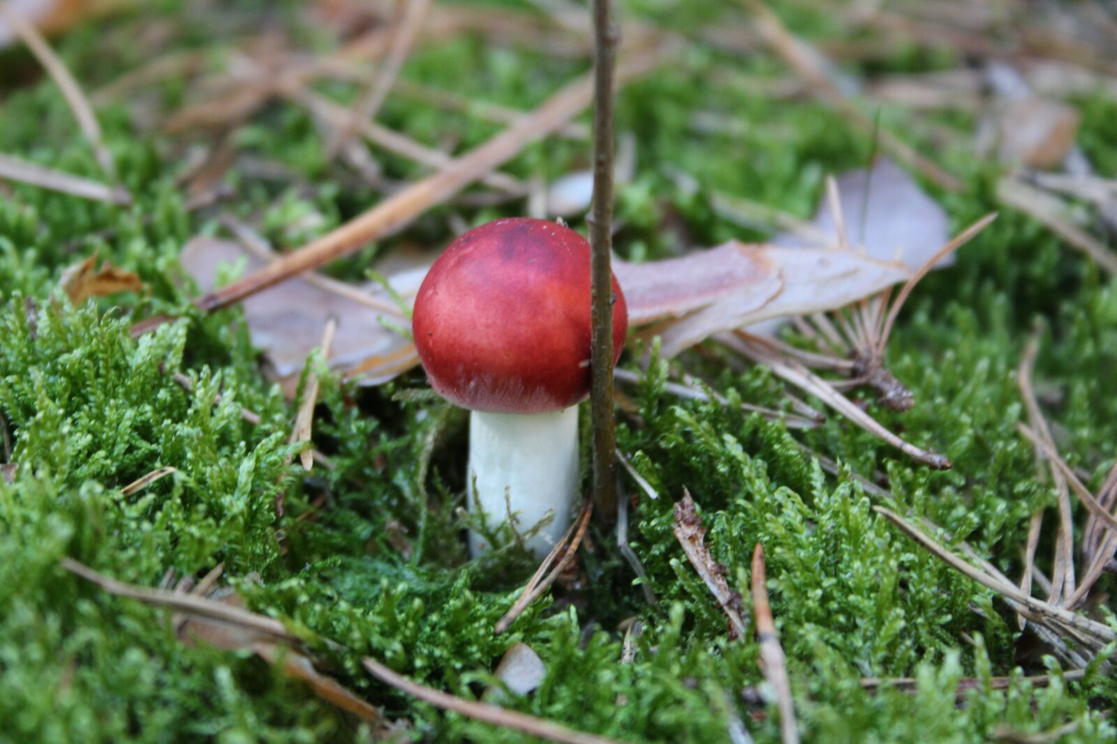 Canon EOS 700D (EOS Rebel T5i / EOS Kiss X7i) sample photo. Forest floor, moss, mushroom photography