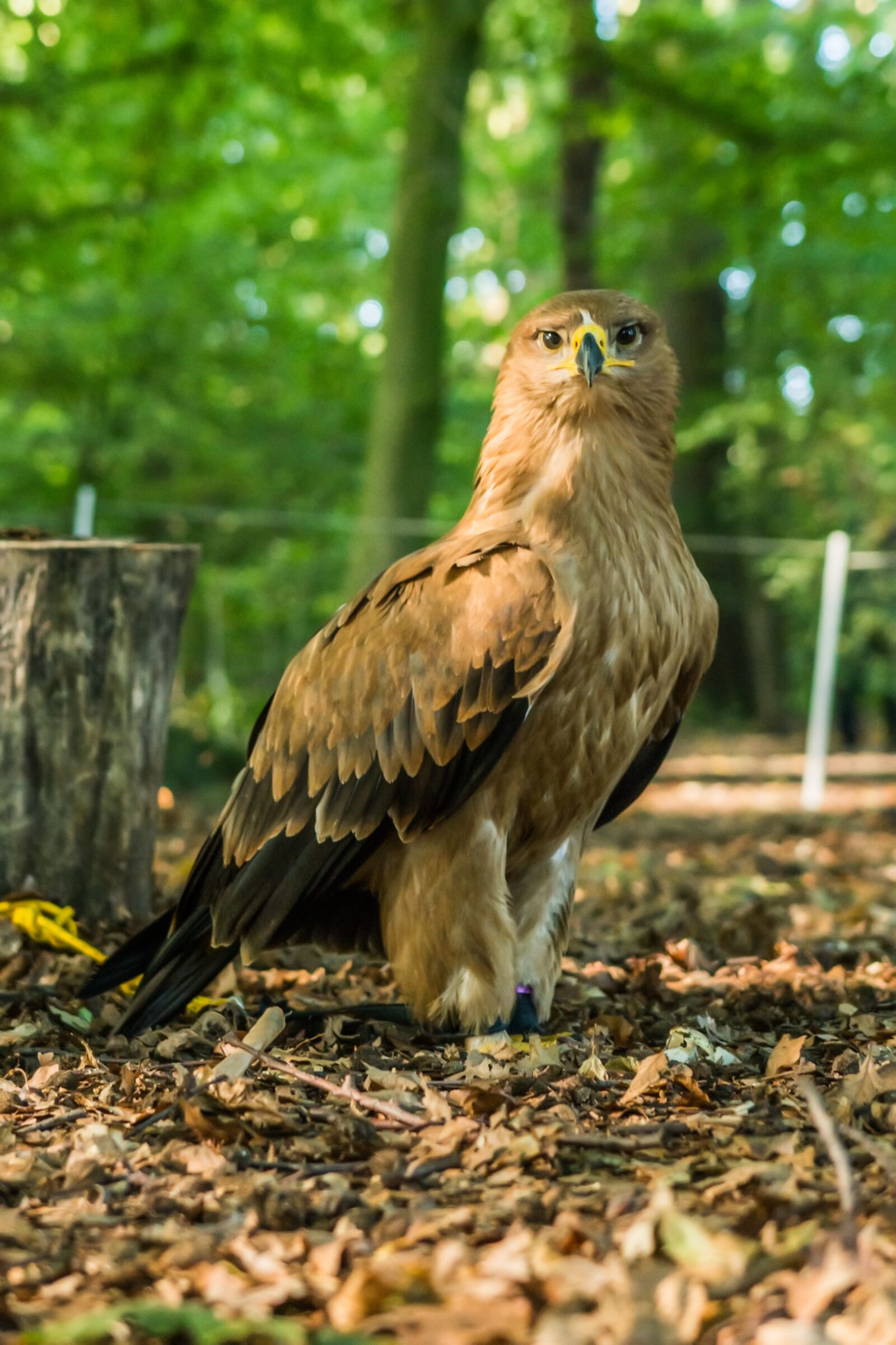 Nikon D7100 sample photo. Bird of prey, nature photography