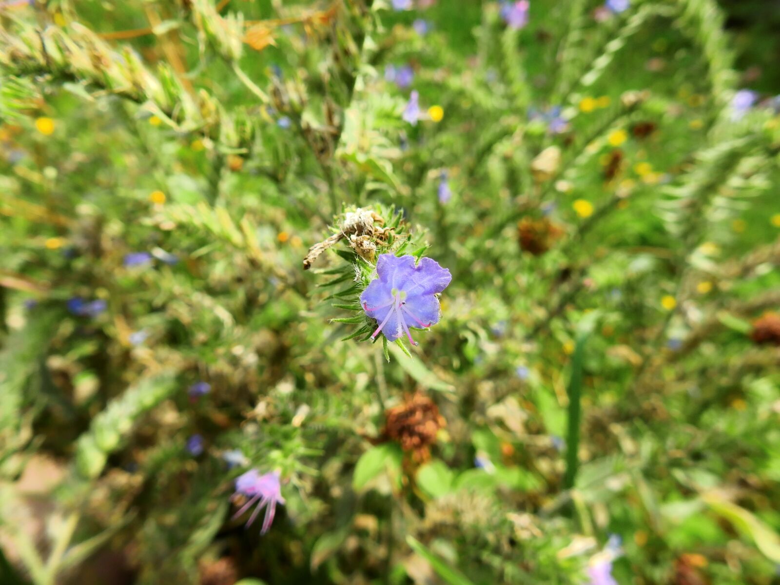 Nikon Coolpix P900 sample photo. Flower, blossom, bloom photography