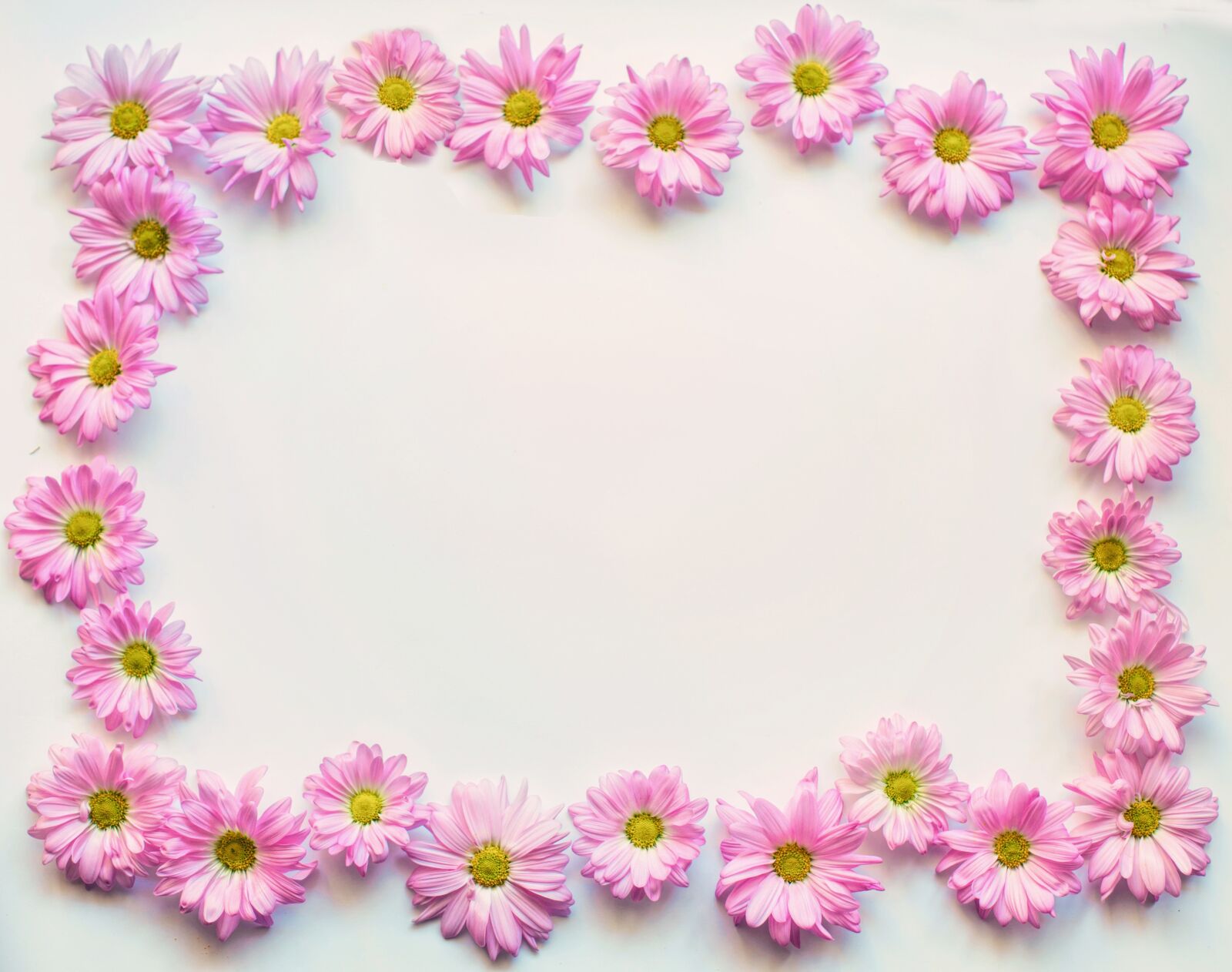 Canon EF 50mm F1.4 USM sample photo. Pink daisies, border, frame photography