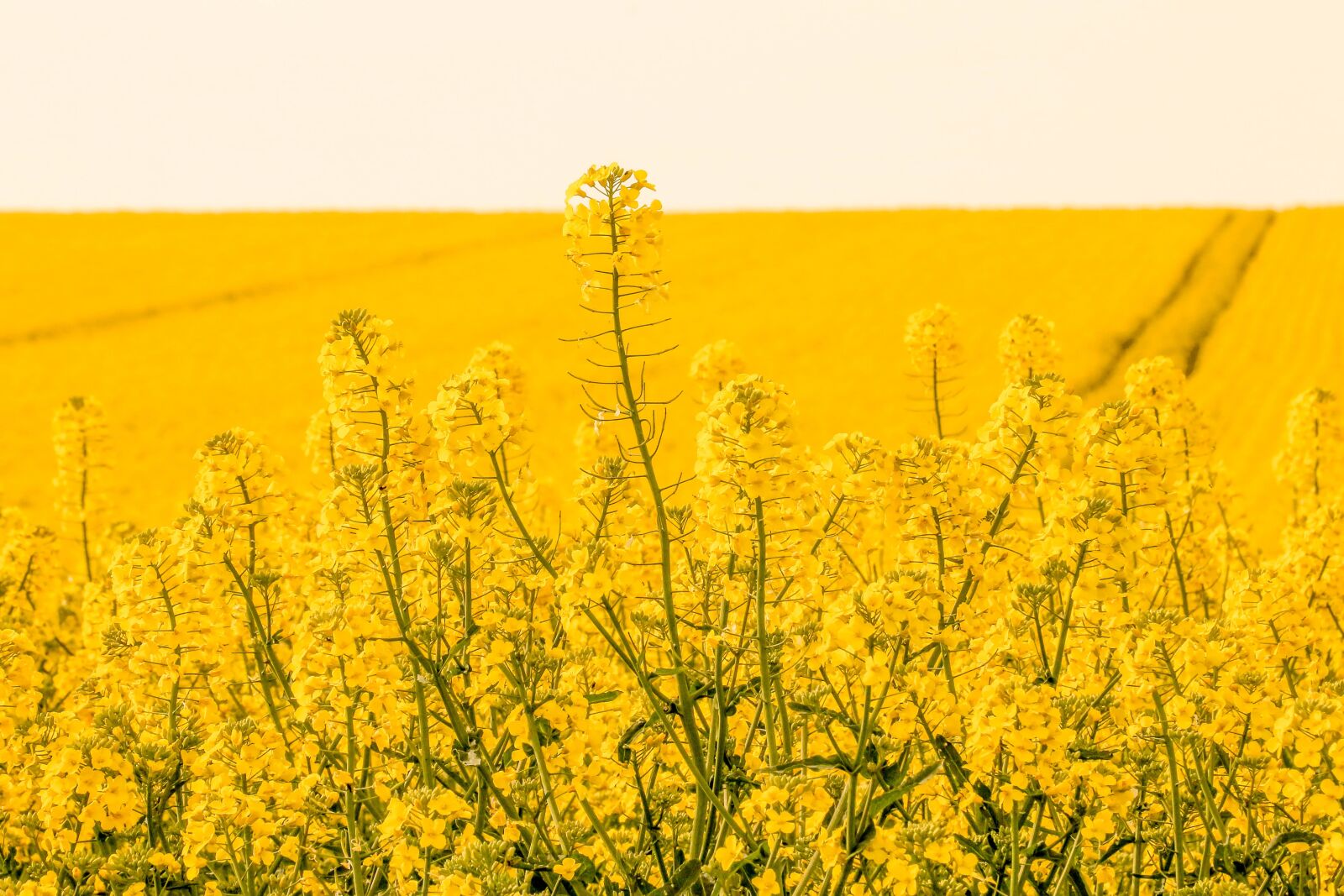 Canon EOS 70D sample photo. Rapeseed, agriculture, fields photography