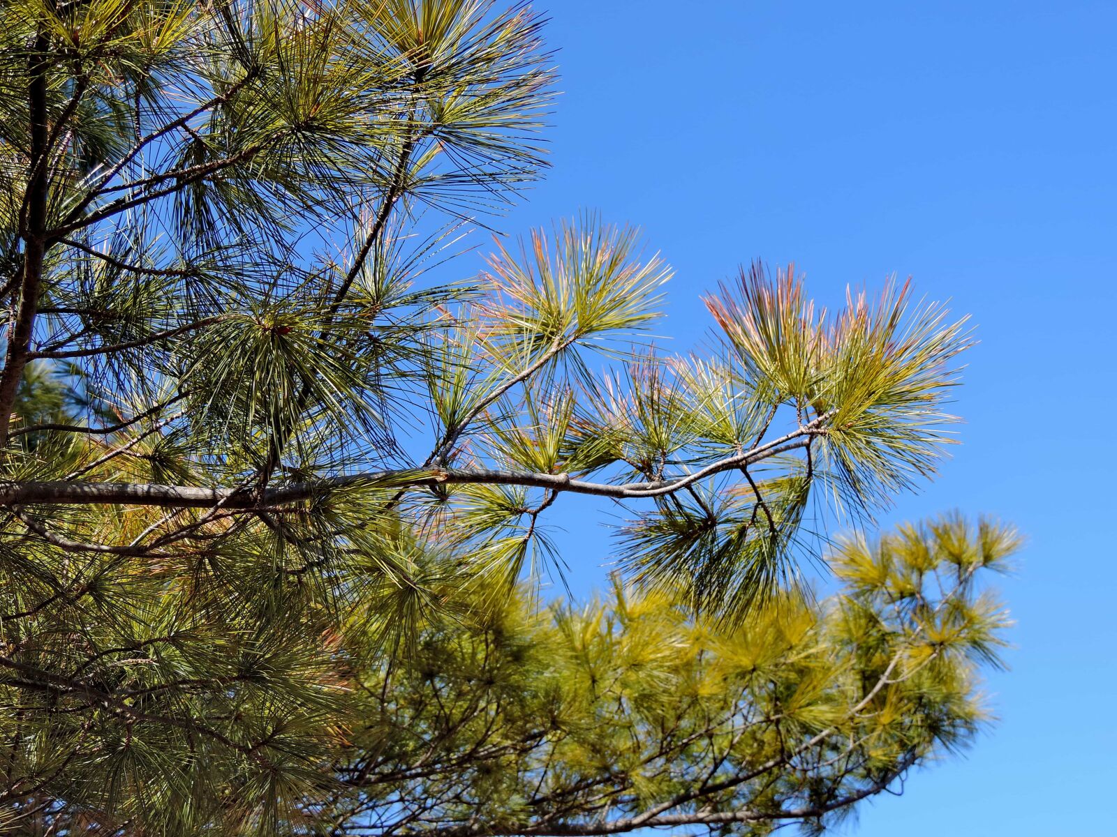 Nikon Coolpix P520 sample photo. Tree, landscape, plant, nature photography