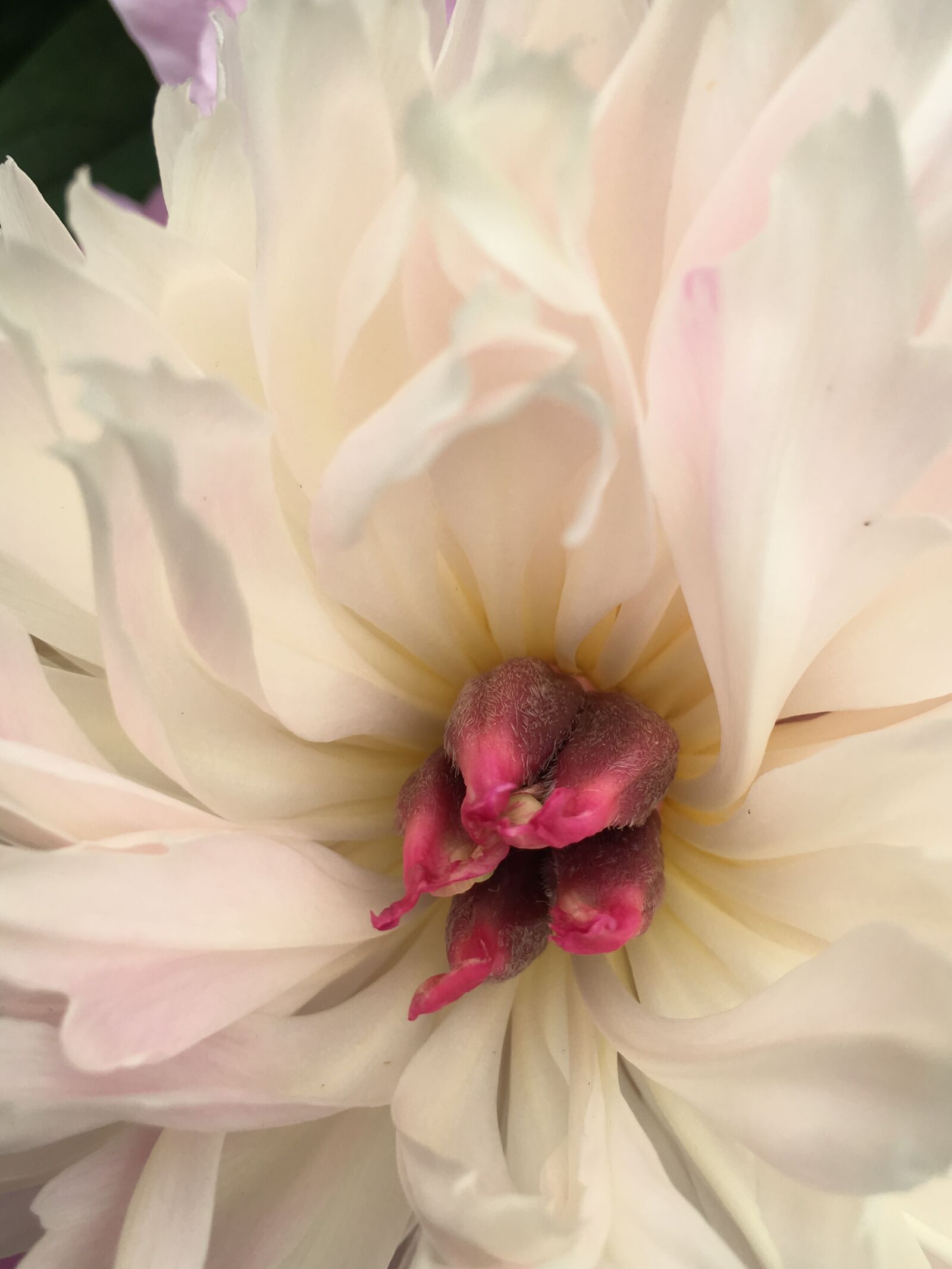 Apple iPhone 6s sample photo. Peony, flower, stamen photography