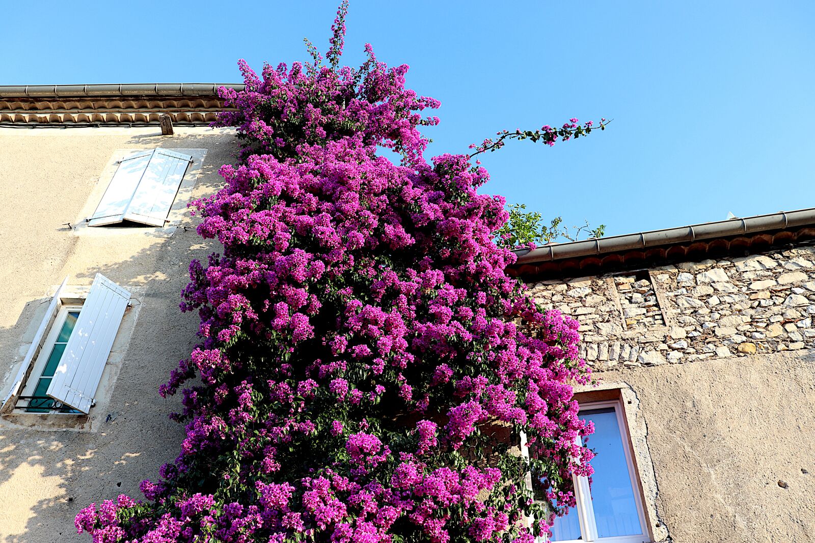 Canon EOS 800D (EOS Rebel T7i / EOS Kiss X9i) sample photo. Bougainvillea, climbing plants, flowers photography