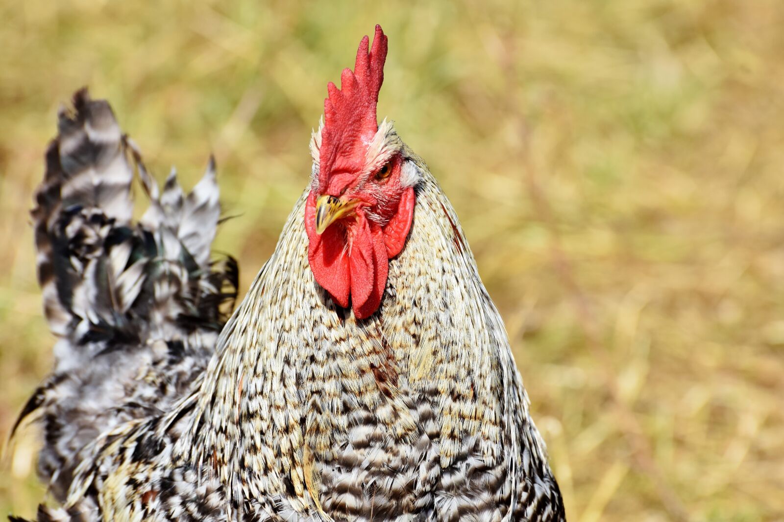 Nikon D7200 sample photo. Hahn, rooster head, crow photography