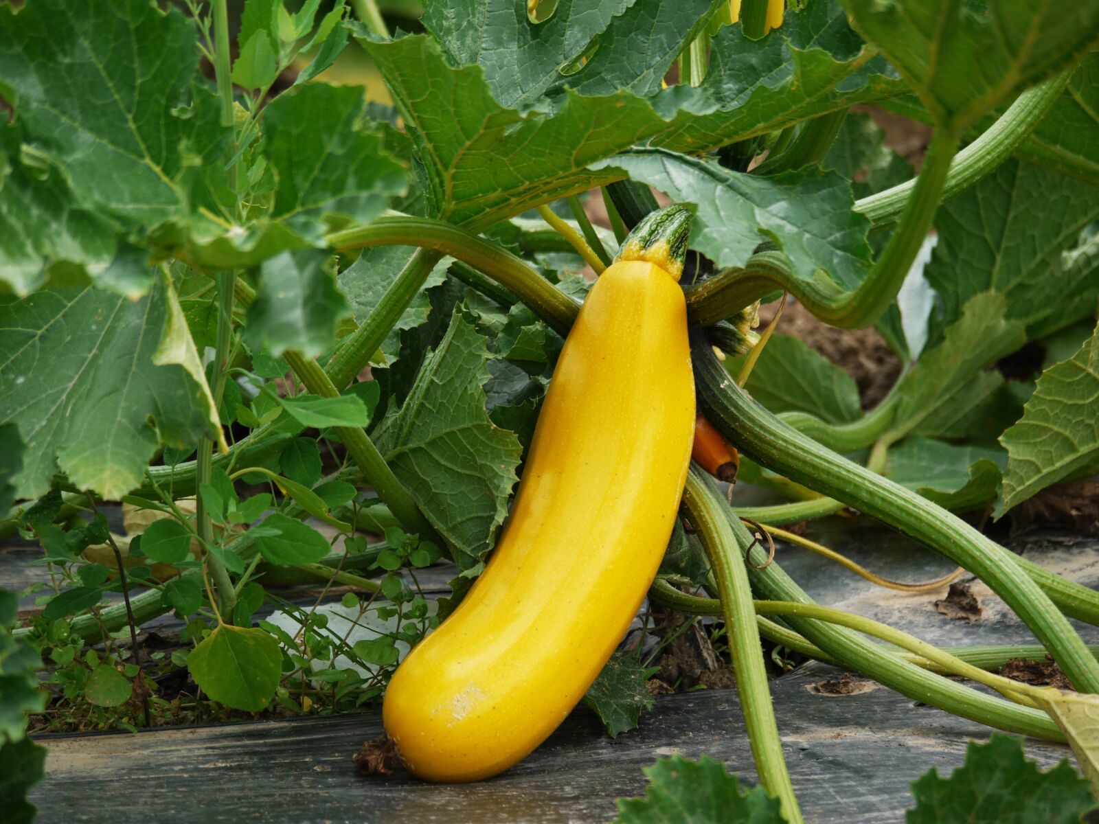 Panasonic Lumix DMC-G1 sample photo. Zucchini, vegetables, cultivation photography
