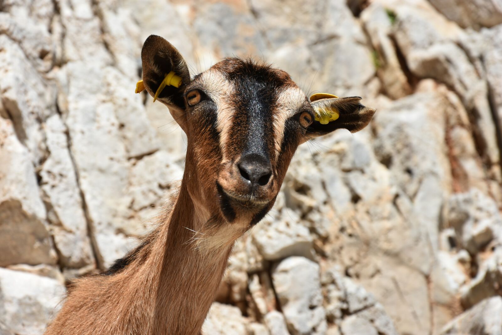 Nikon D7200 sample photo. Goat, funny, mammal photography