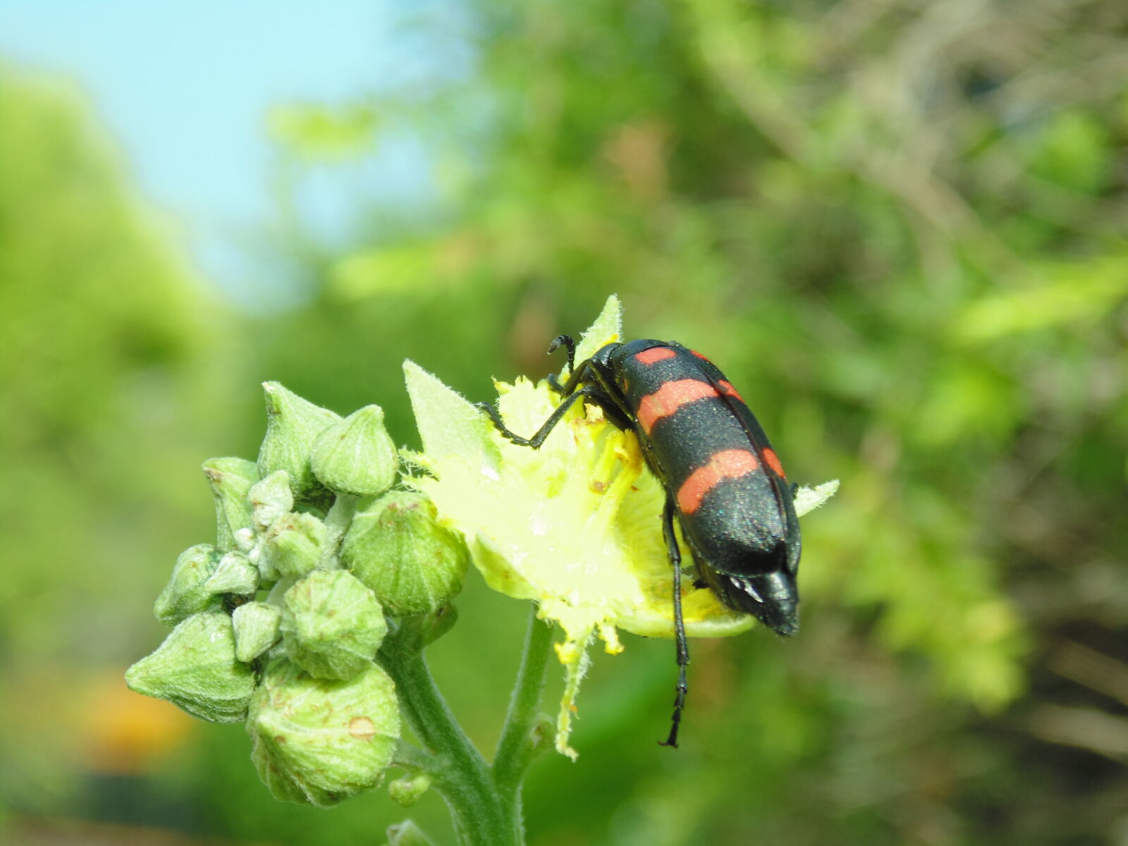 Sony Cyber-shot DSC-H200 sample photo. Close, up, of, insect photography