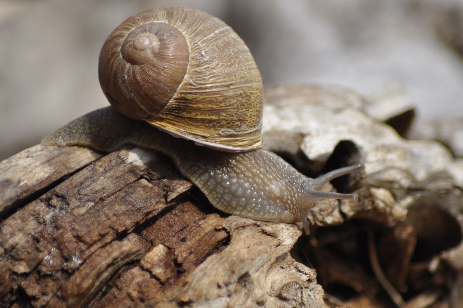 Nikon D90 sample photo. Snail, clam, shell photography