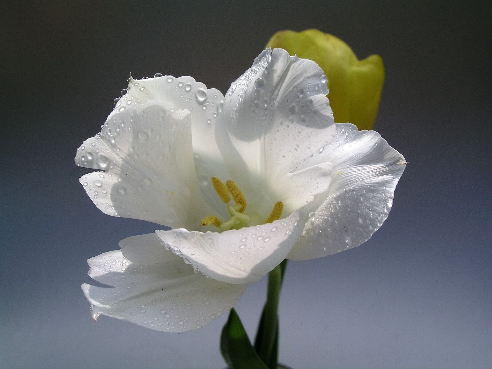 Olympus C5050Z sample photo. Tulips, flower, bloom photography