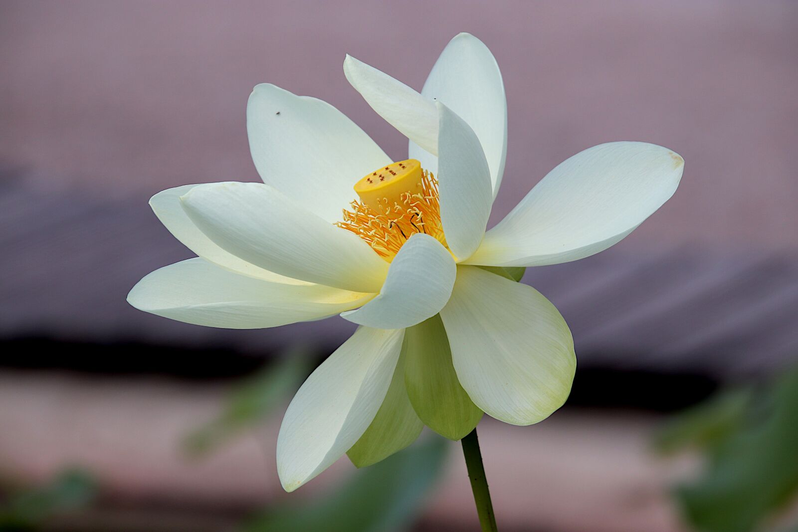 Tamron 18-400mm F3.5-6.3 Di II VC HLD sample photo. Lotus, lotus flower, white photography